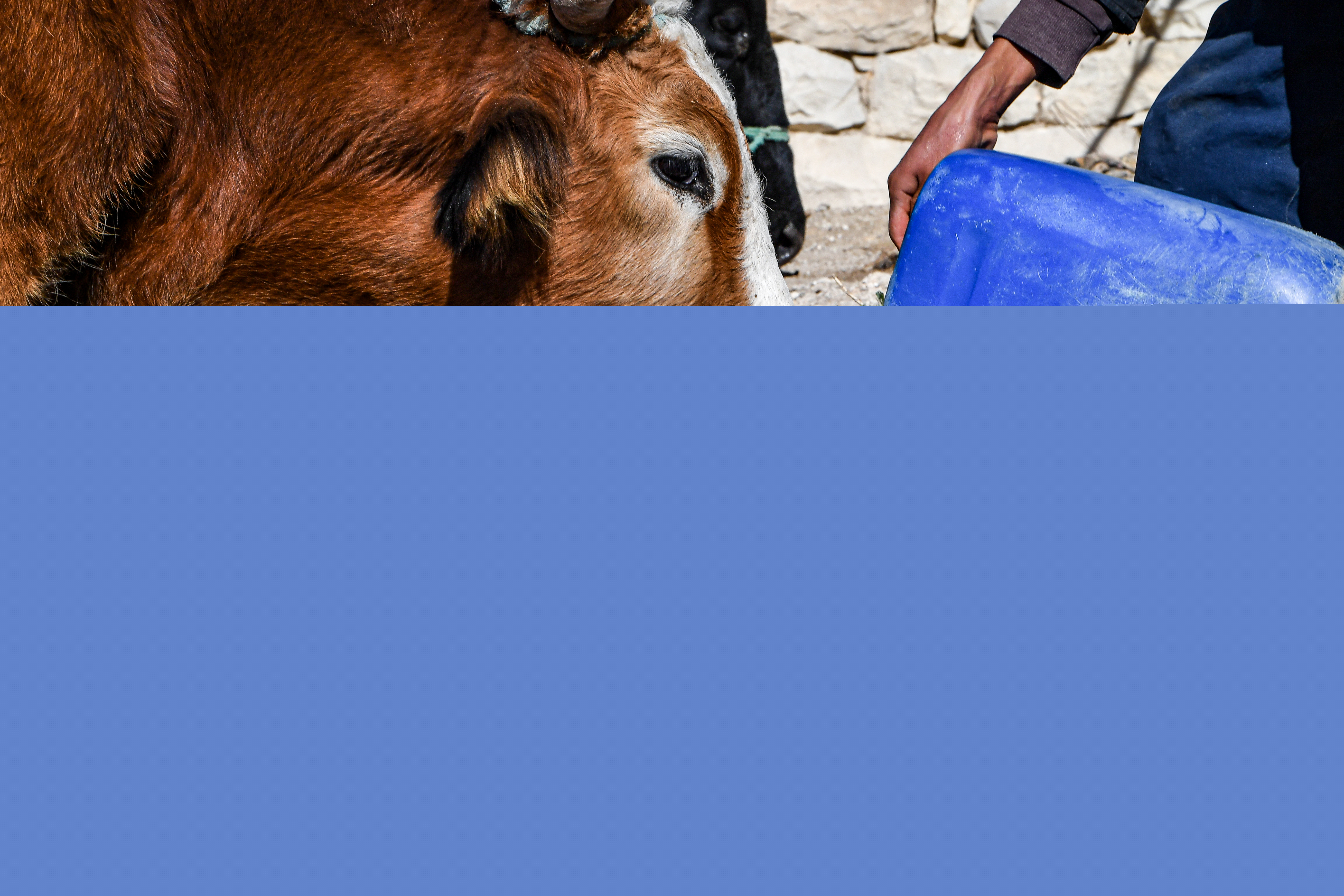 A cow drinks water in a field in the remote village of Ouled Omar, 180 kilometres southwest of the Tunisian capital, on November 28, 2023, with the north African country grappling with its worst water scarcity in years as it enters its fourth year of drought.