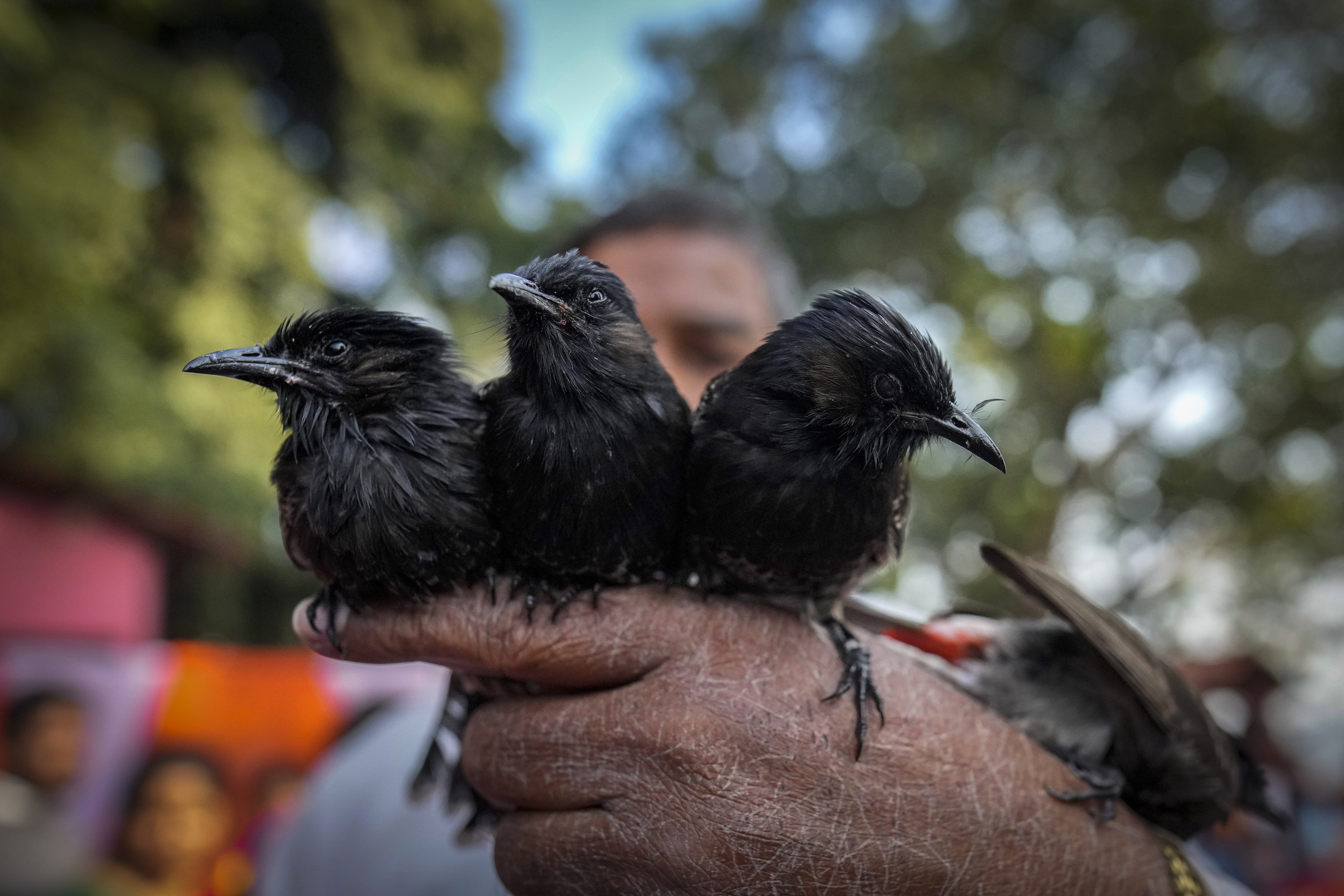 A participant holds his bulbul birds