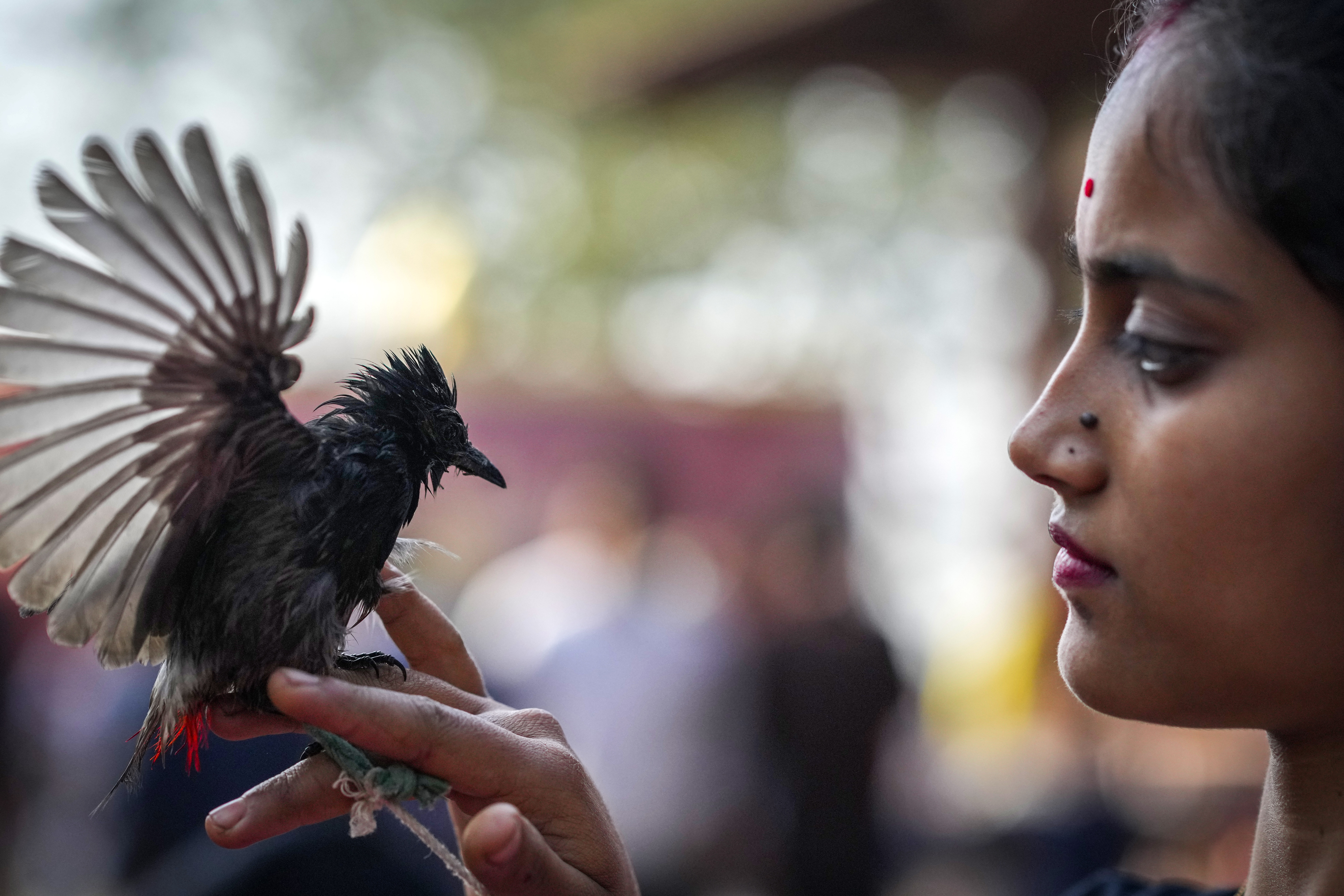 A bird owner waits for her bulbul bird to fight
