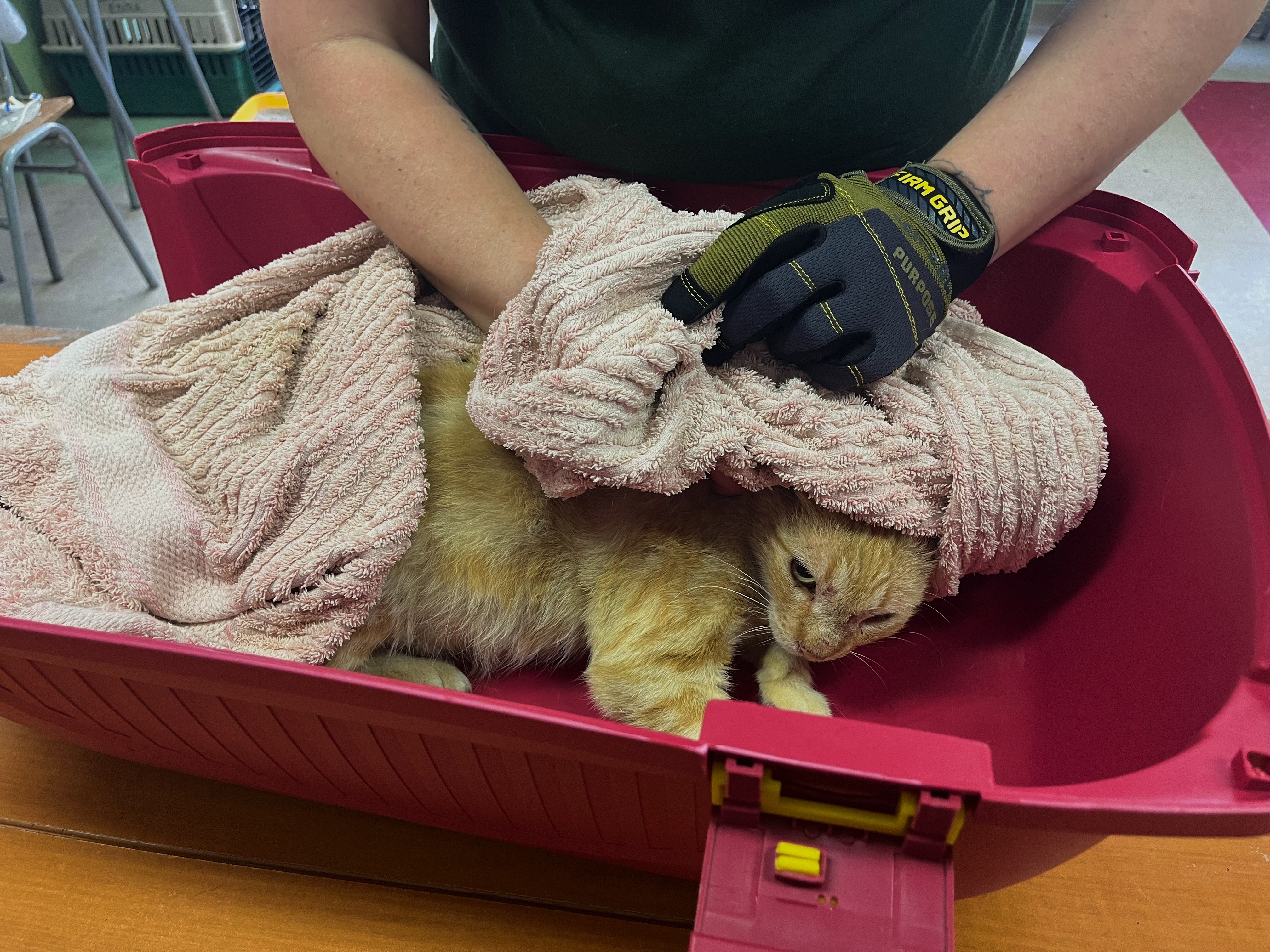A cat — in a pink plastic basin — gets toweled off by a pair of gloved hands.