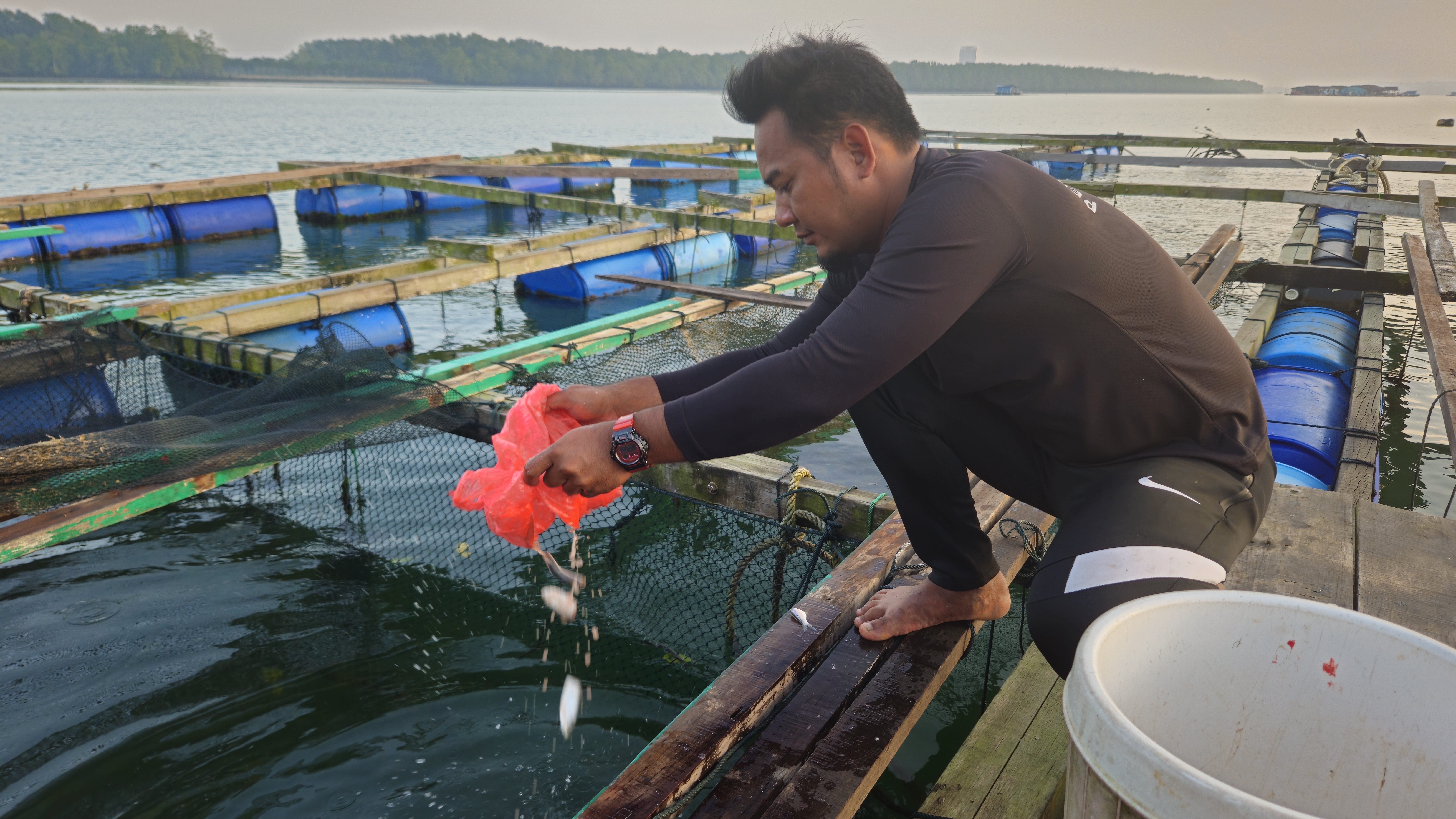 Ridhwan on the kelong. He is wearing a wetsuit and dropping fish feed into the cages for the fish