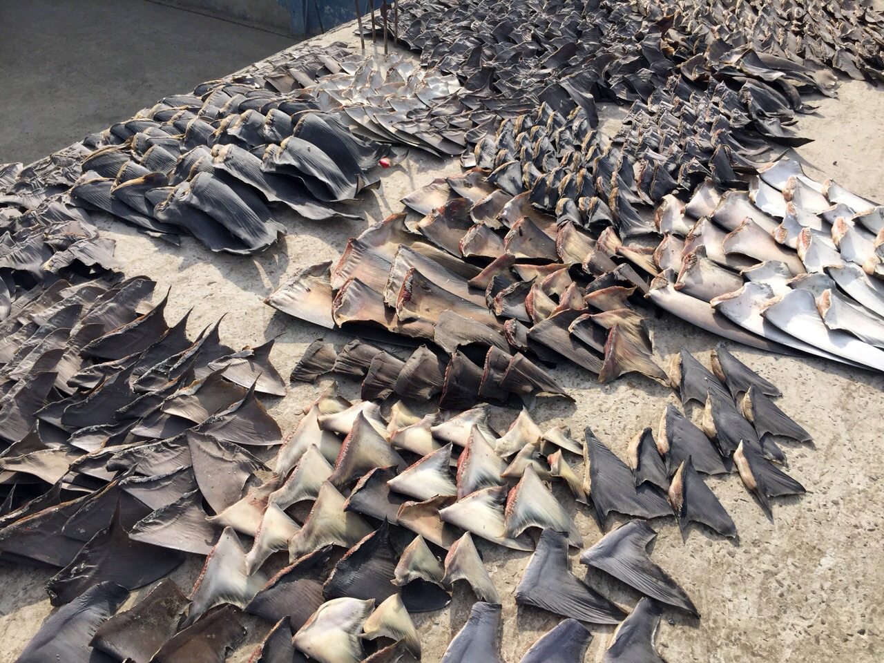 This photo released by Ecuador's Attorney General, shows hundreds of shark fins seized by the police in Manta, Ecuador, Wednesday, May 27, 2015