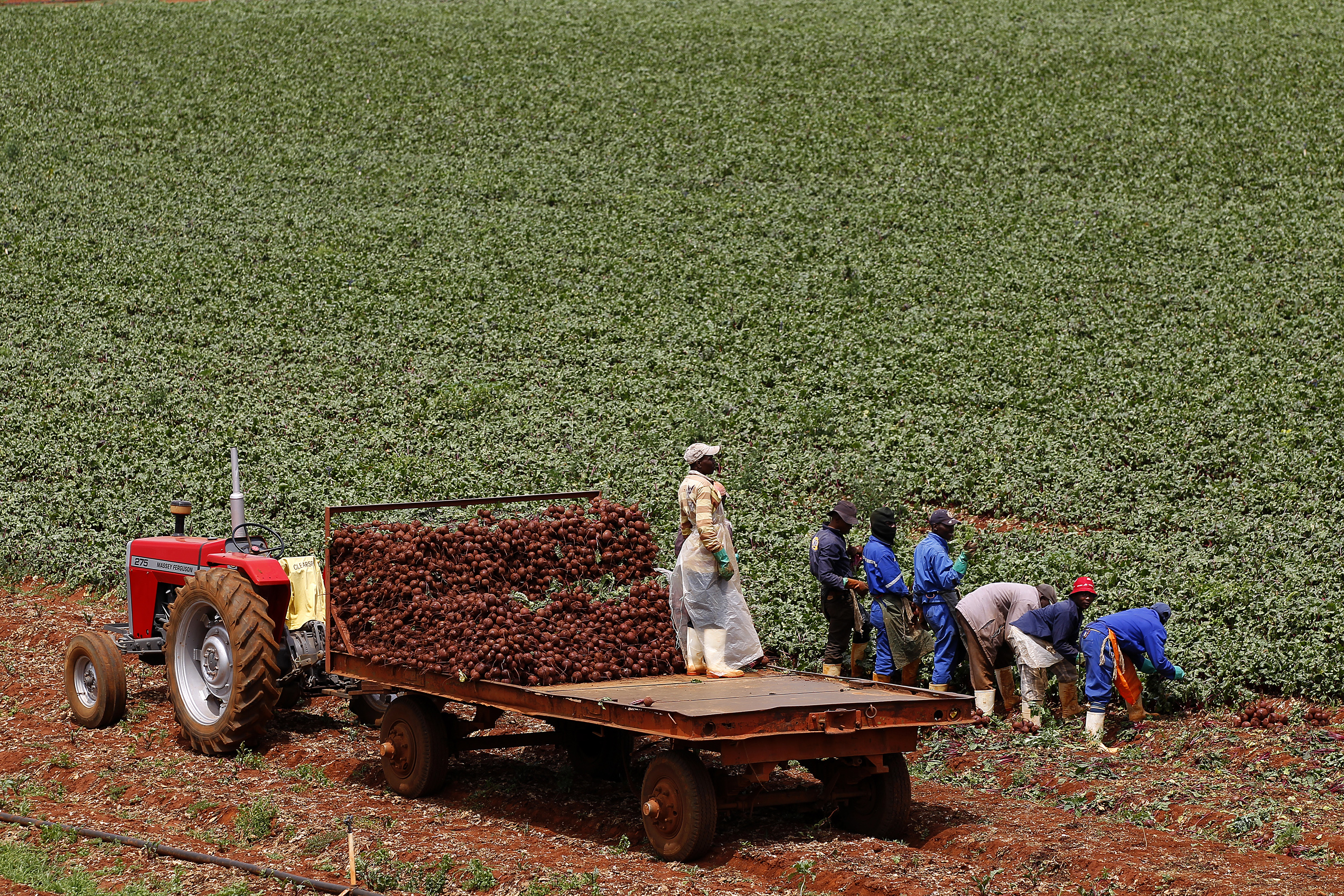 Farm workers in South Africa