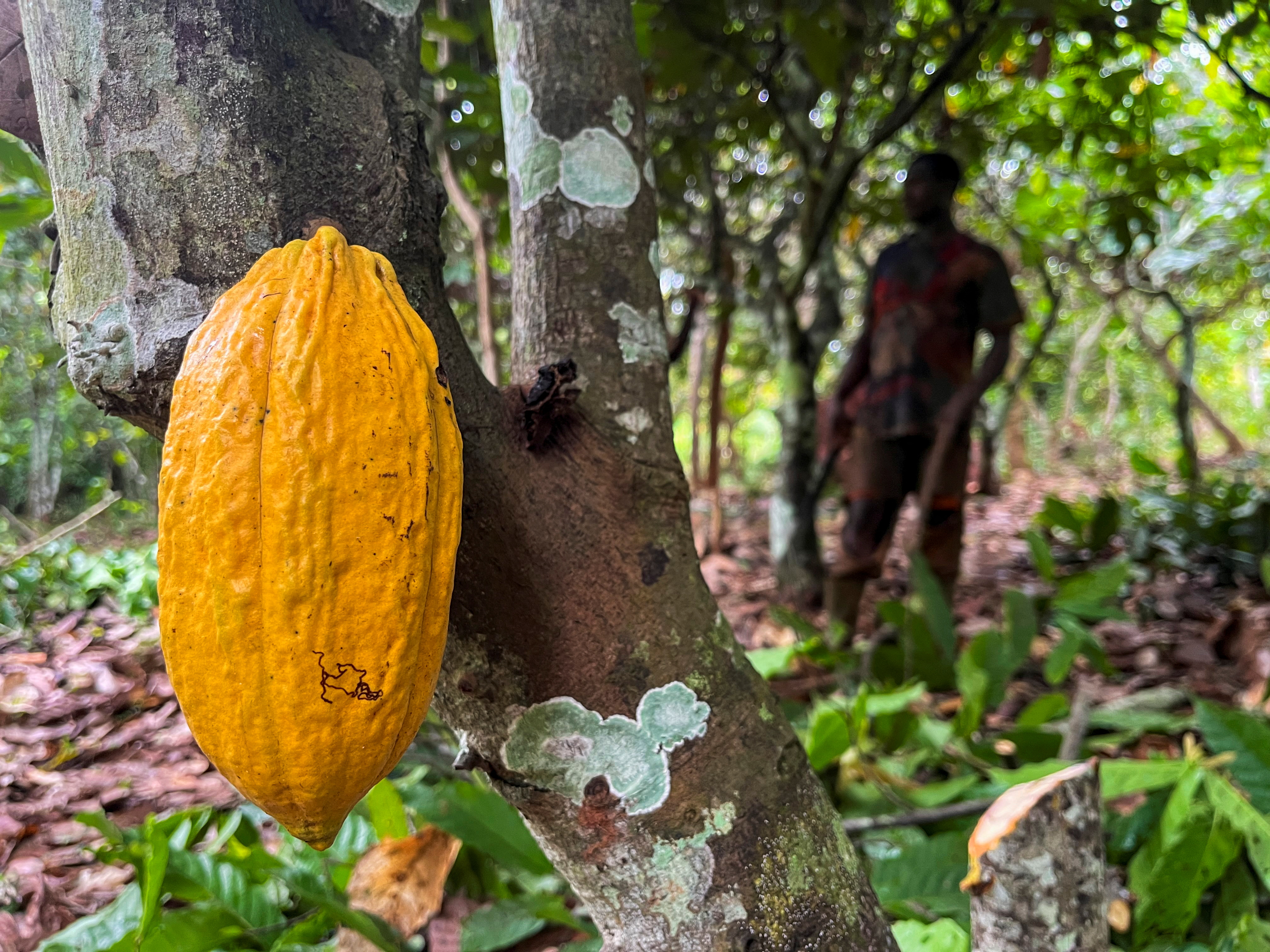 Cocoa farming in Ivory Coast