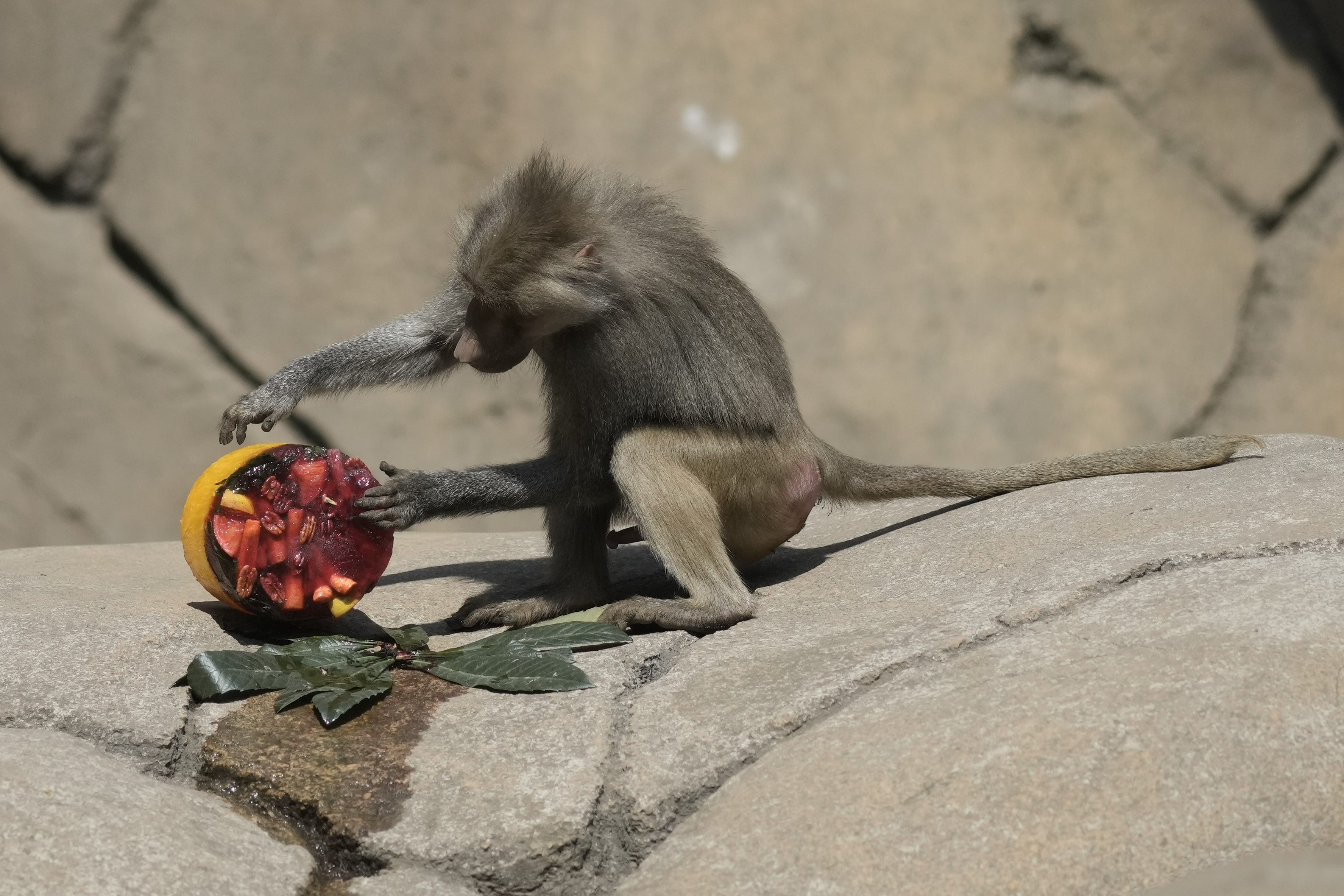 Mexico heat wave monkeys dying, birds getting air-conditioning, lions get popsicles