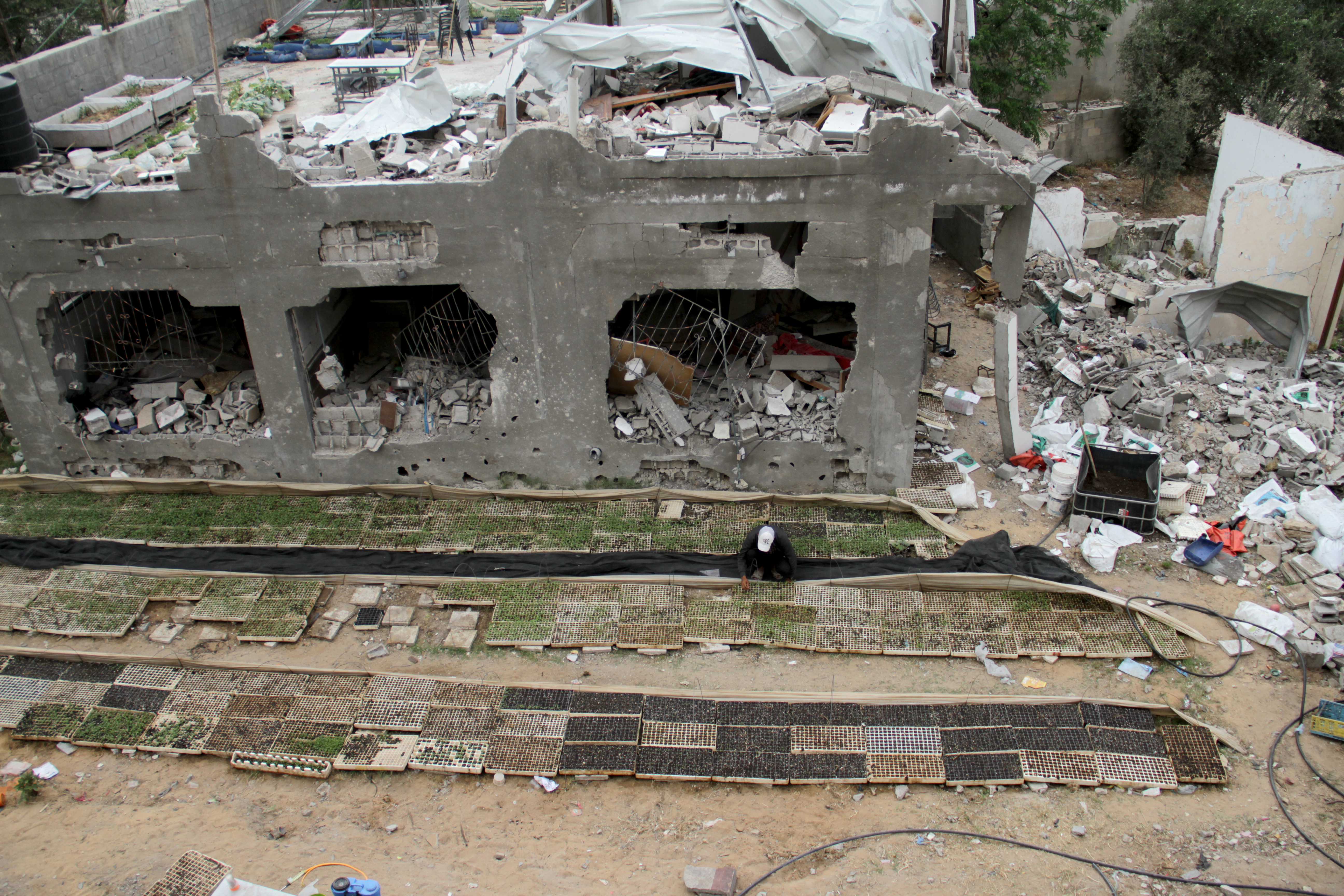 BEIT LAHIA, GAZA - APRIL 26: Palestinian farmer Youssef Abu Rabieh launches his own agricultural initiative despite the ongoing Israeli attacks in Beit Lahia, Gaza on April 28, 2024. It was reported that 90 percent of agricultural lands and facilities in Gaza were destroyed due to Israeli attacks. (Photo by Mahmoud Issa/Anadolu via Getty Images)