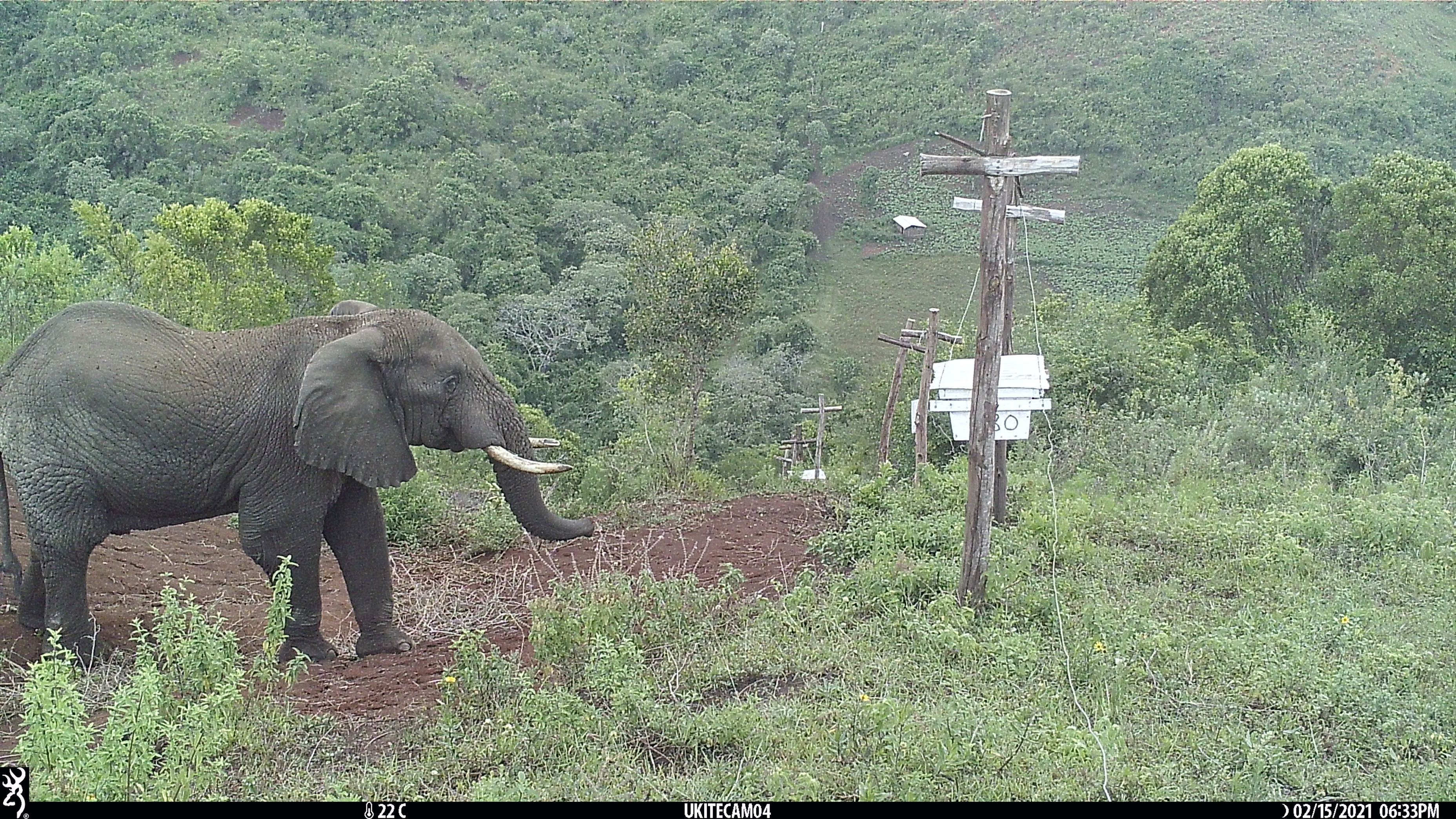 Elephant near bee fence