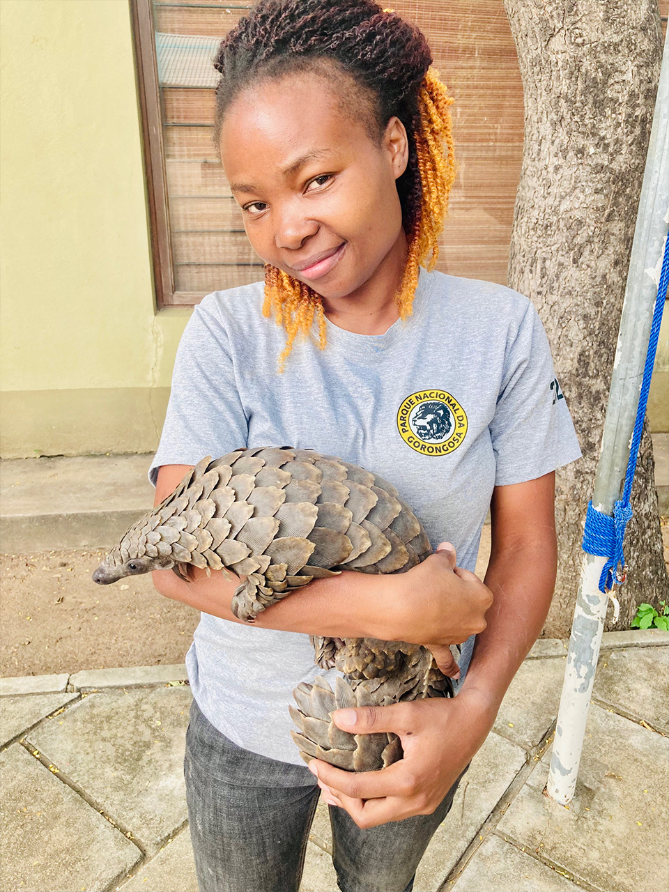 A veterinarian holds a pangolin