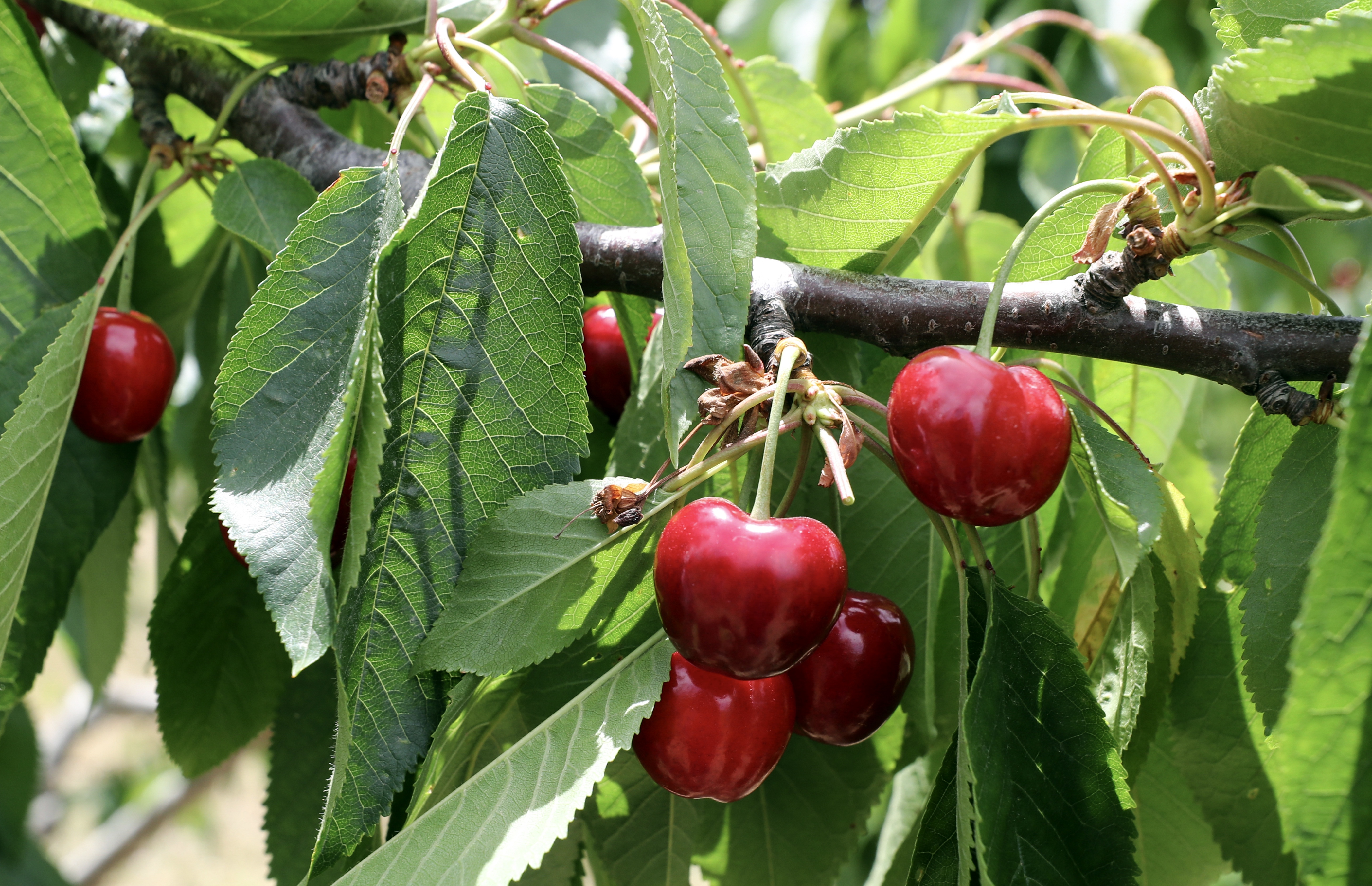 cherry farm