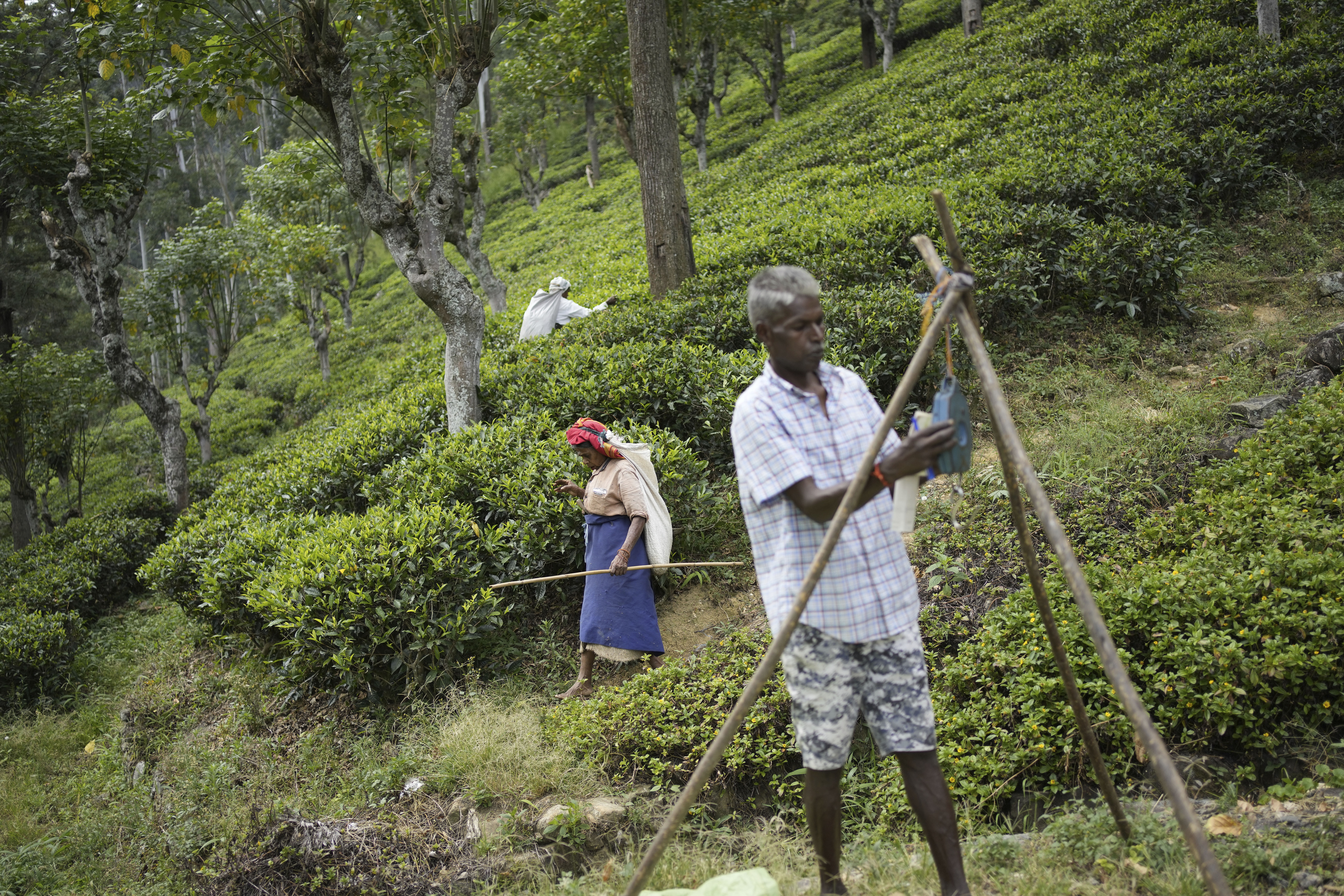 Sri Lanka Election Plantation Workers