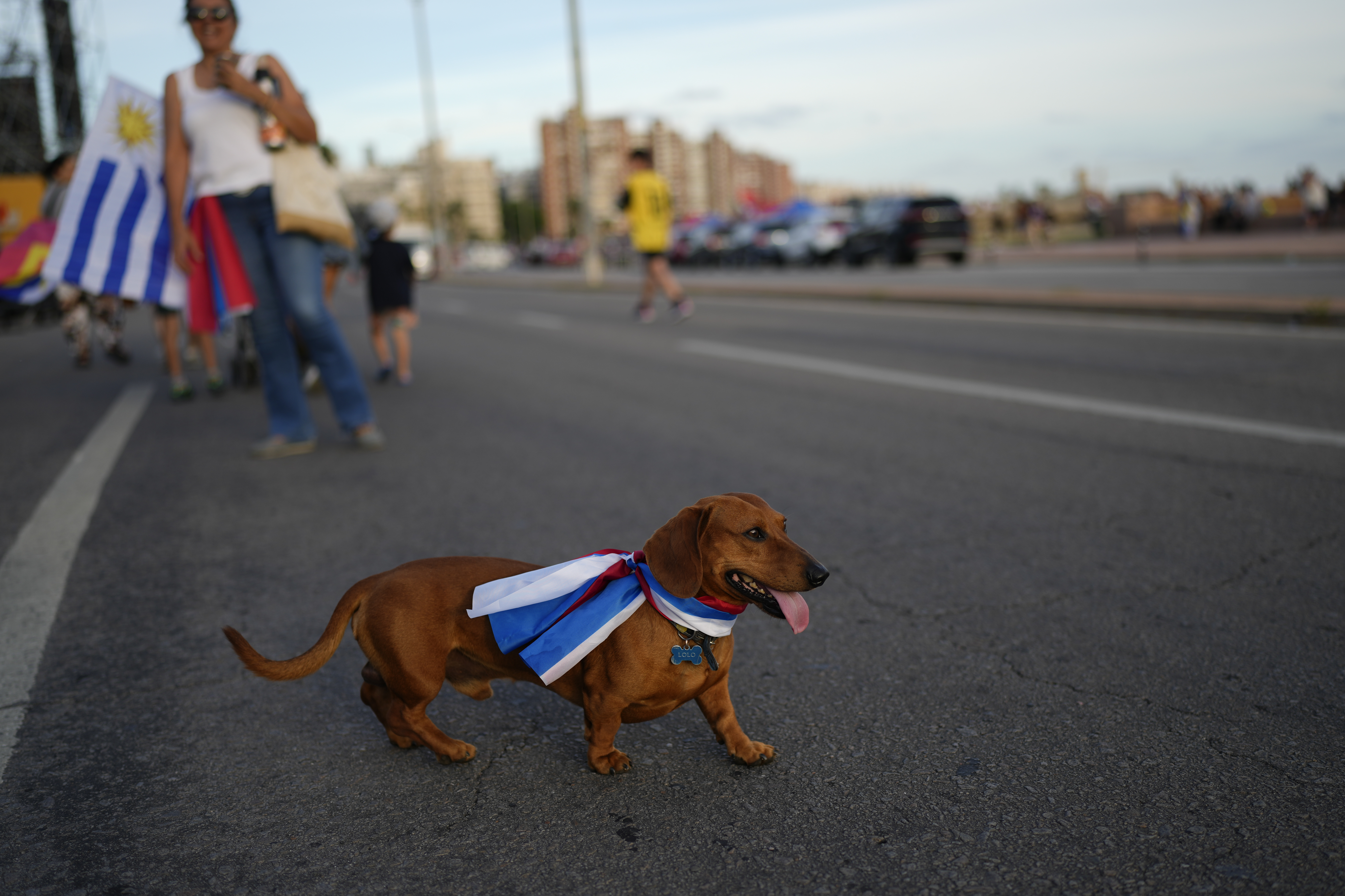 A dog walks through a Montevideo street dressed in an Uruguay flag.