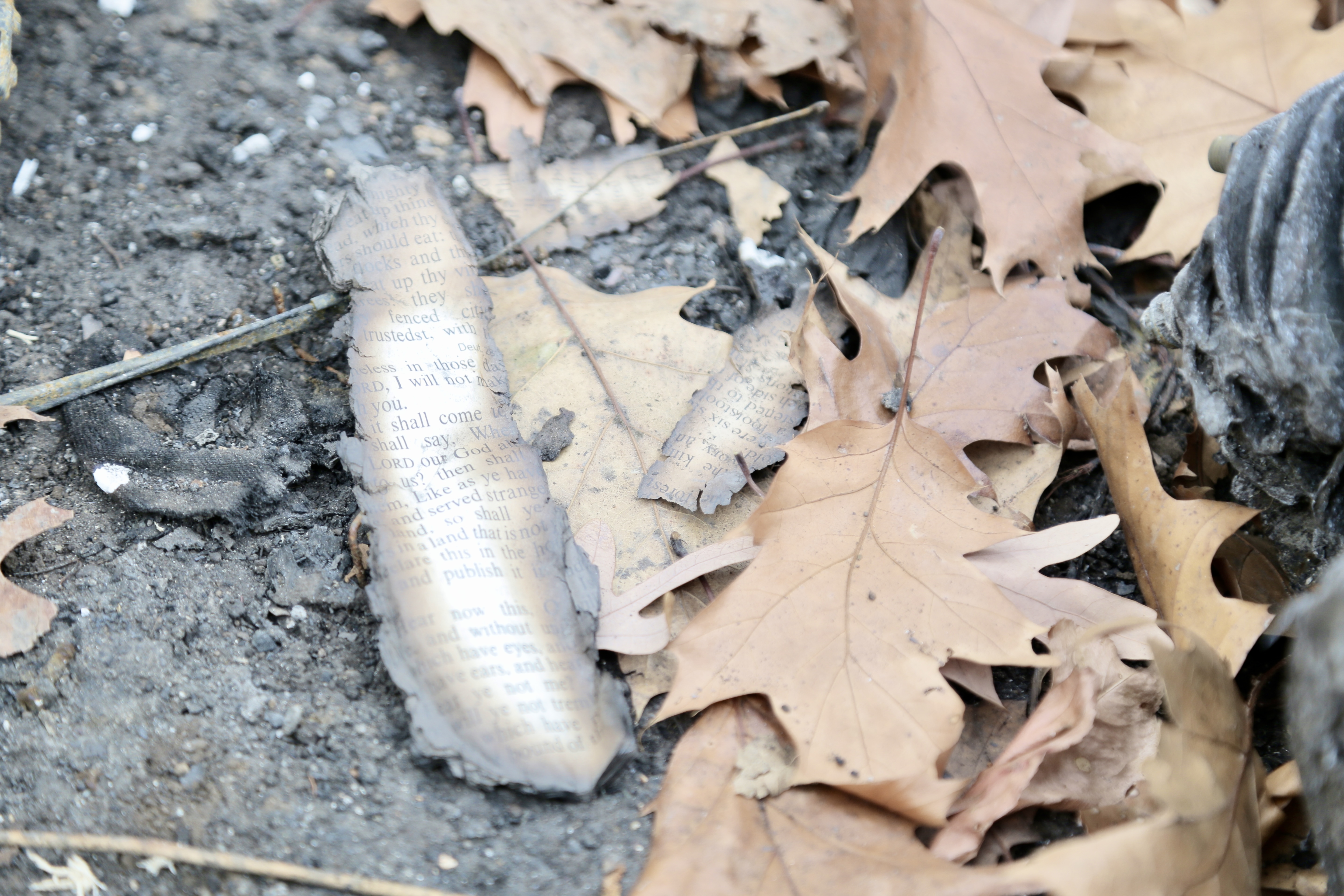 Prospect Park brush fire