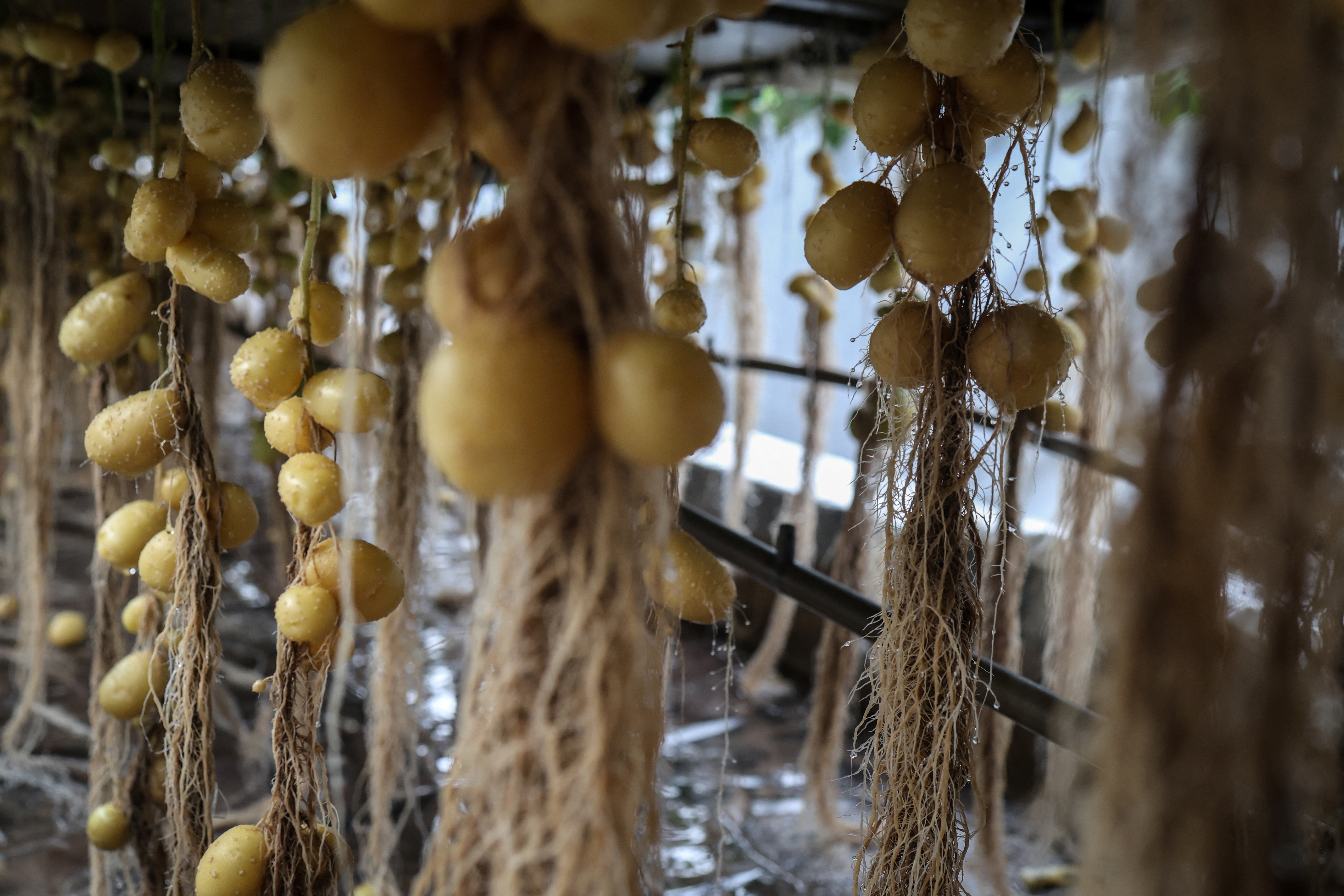 Scientists in China rush to climate-proof potatoes