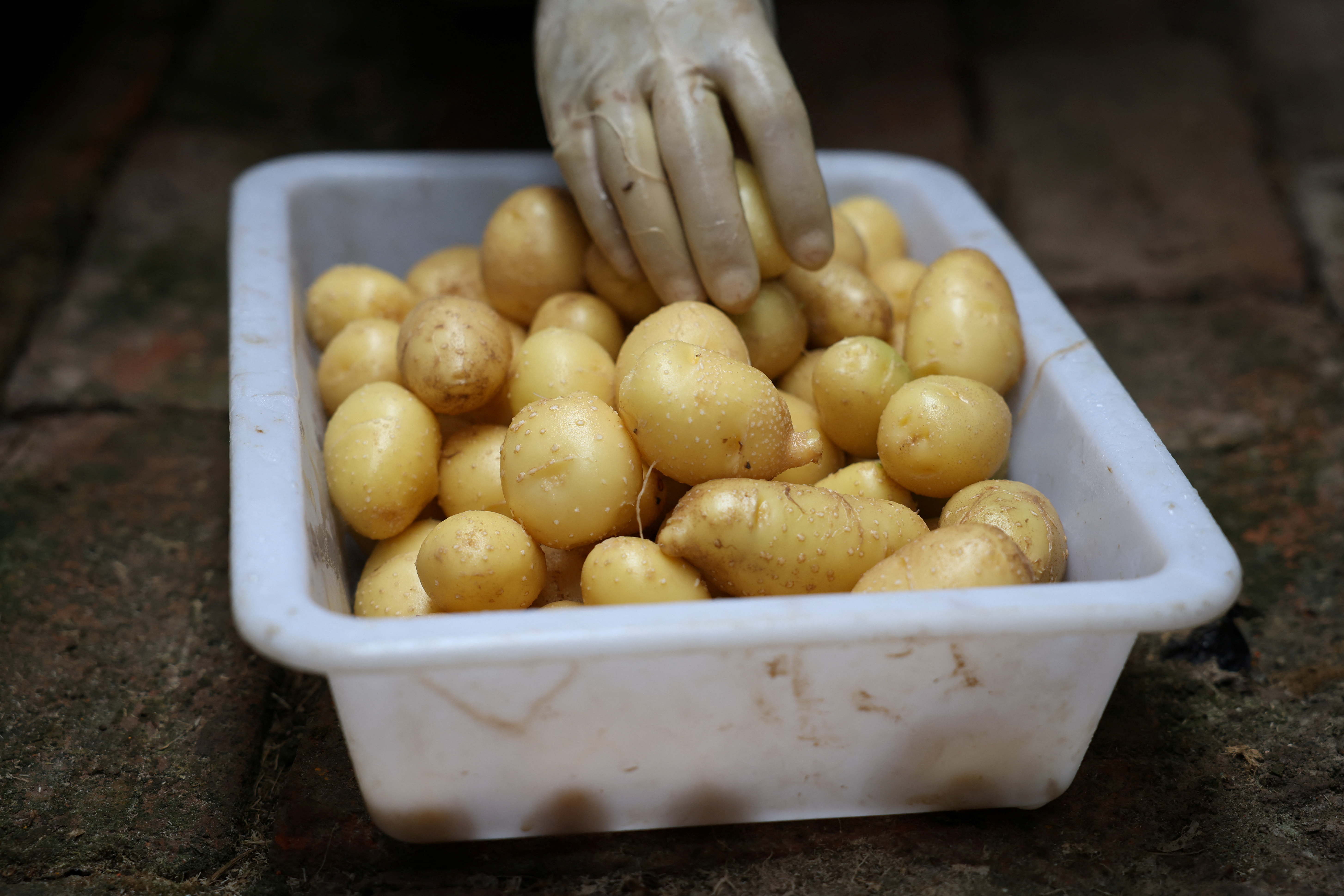 Scientists in China rush to climate-proof potatoes