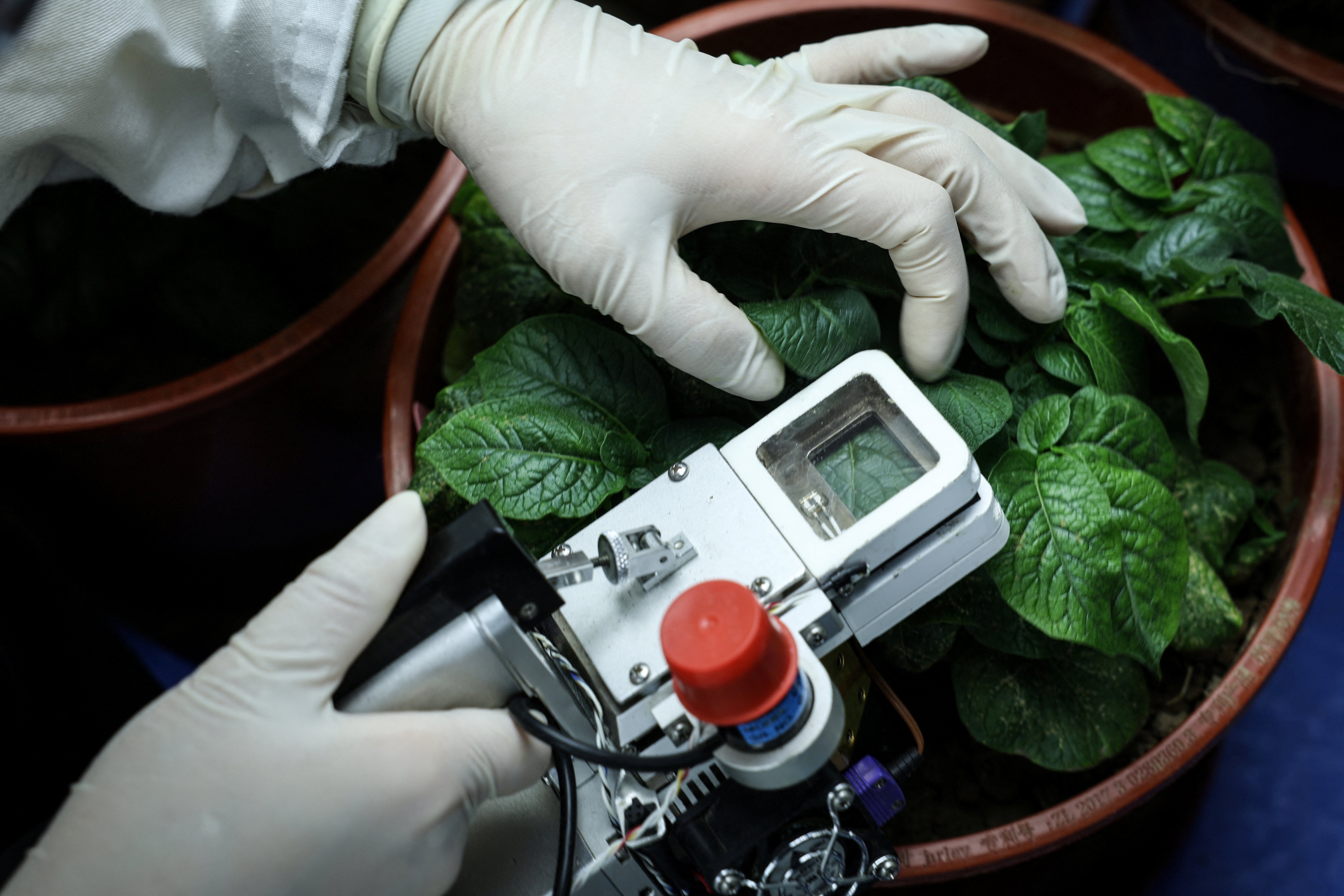 Scientists in China rush to climate-proof potatoes
