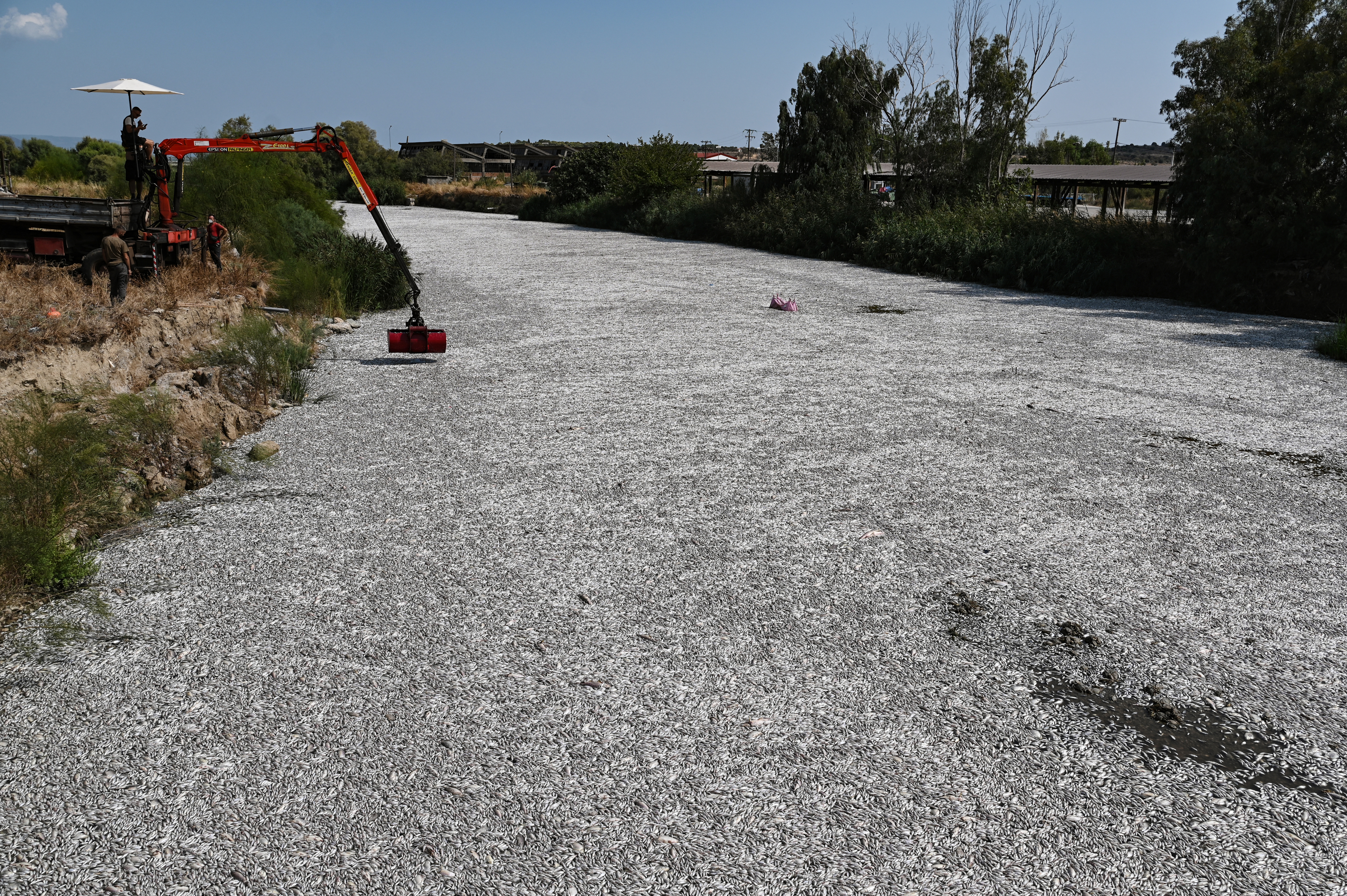 A worker operates a mobile crane to remove dead fish floating from the Xiria River near Volos, central Greece, on August 28, 2024