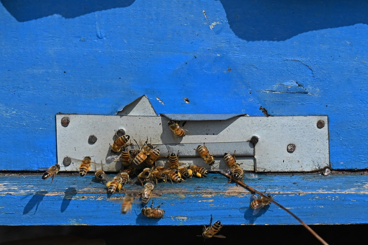 Pakistan beekeepers widen pursuit of flowers