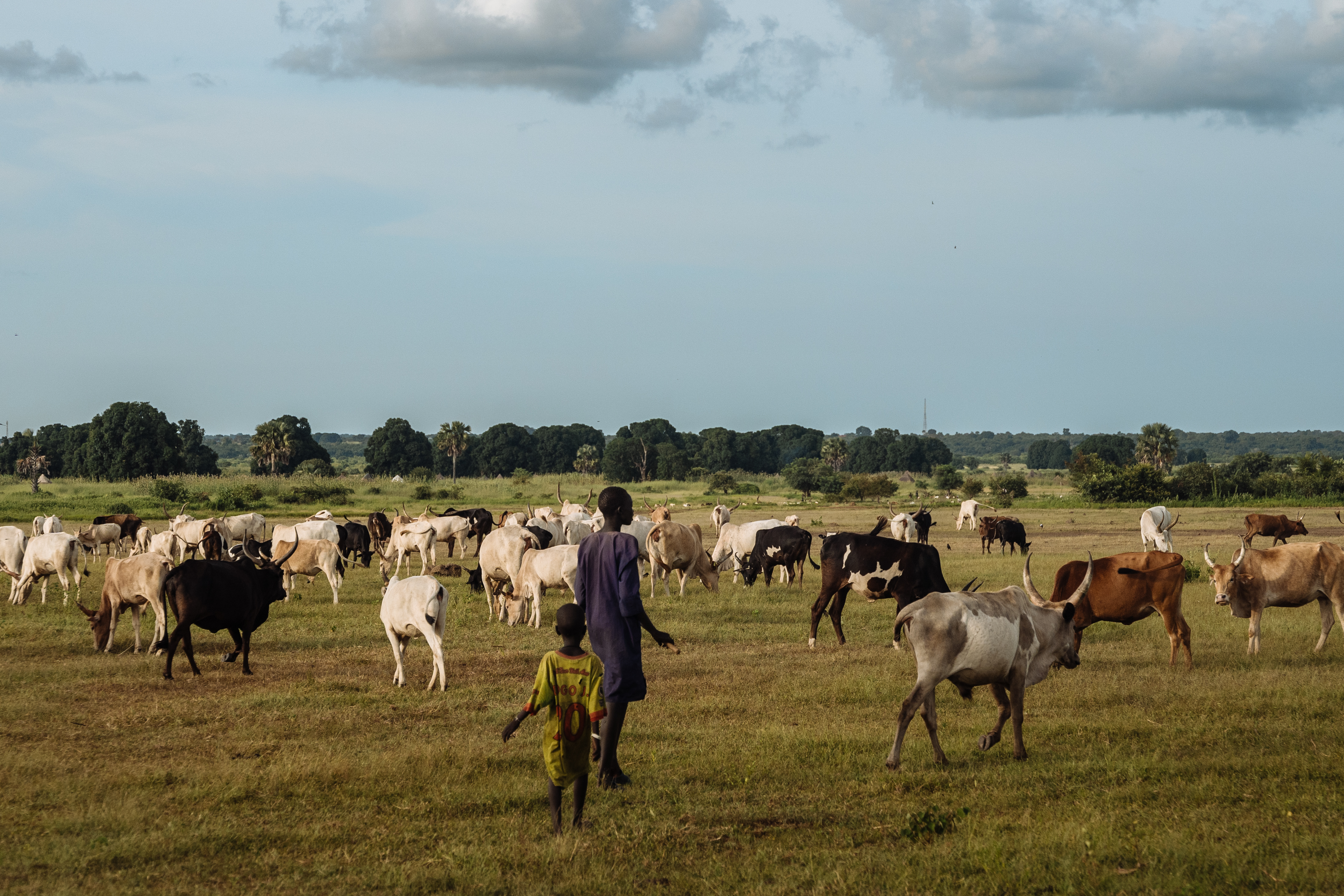 Cattle herders lead their livestock across the vast plains of South Sudan, a scene emblematic of both tradition and conflict in the region. Cattle raiding remains a source of tension among communities, fueled by competition for resources and longstanding rivalries. Muse Mohammed/IOM