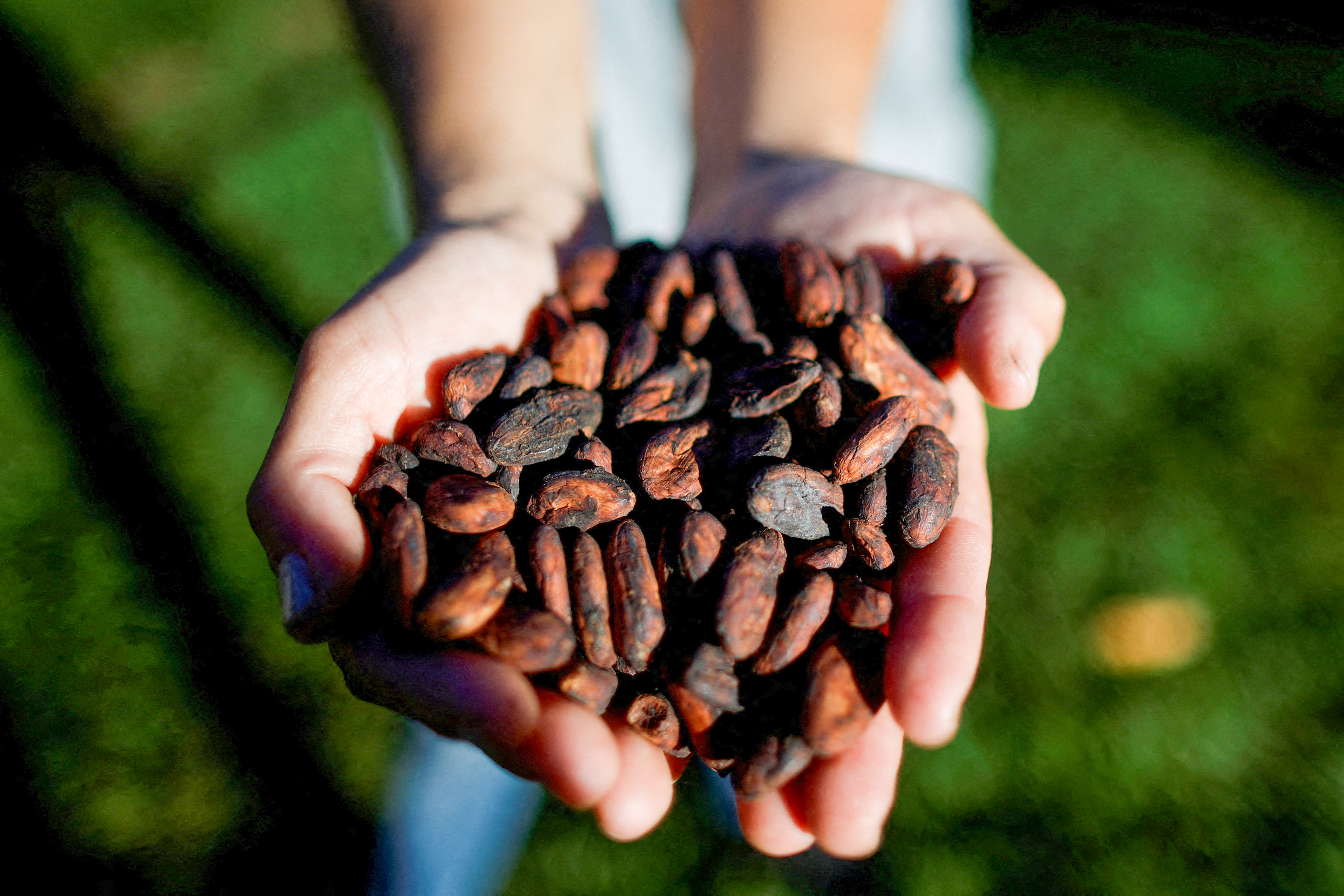 Marlene do Nascimento, a smaller-scale artisanal producer from Cacau Candango, holds dried cocoa beans in her farm in Brasilia, Brazil