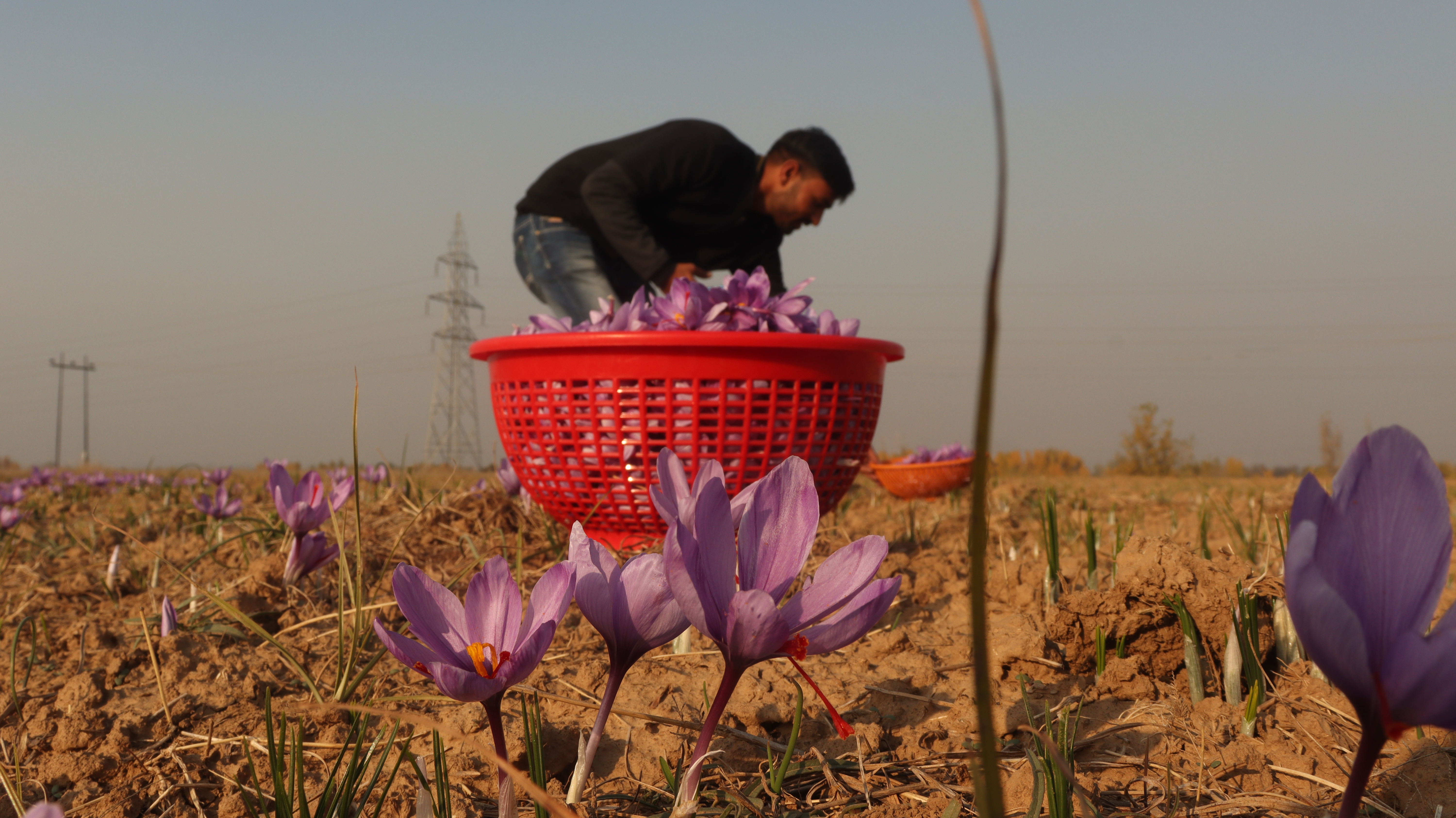 Nazir Ahmad collects freshly bloomed saffron flowers in the fields of Pampore, the saffron heartland of Kashmir, India. 