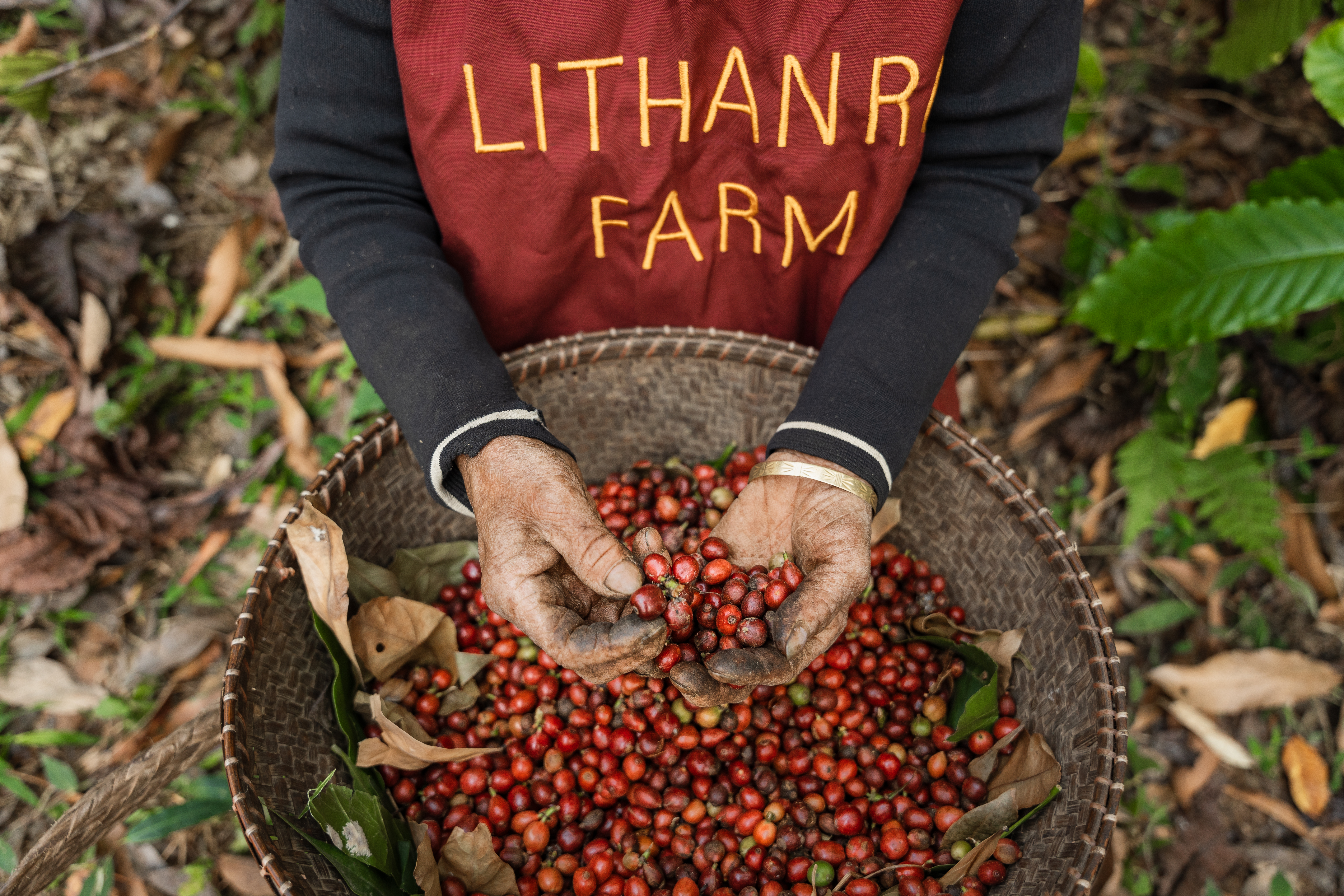 Lithanro's red coffee beans [Photo courtesy Lithanro]