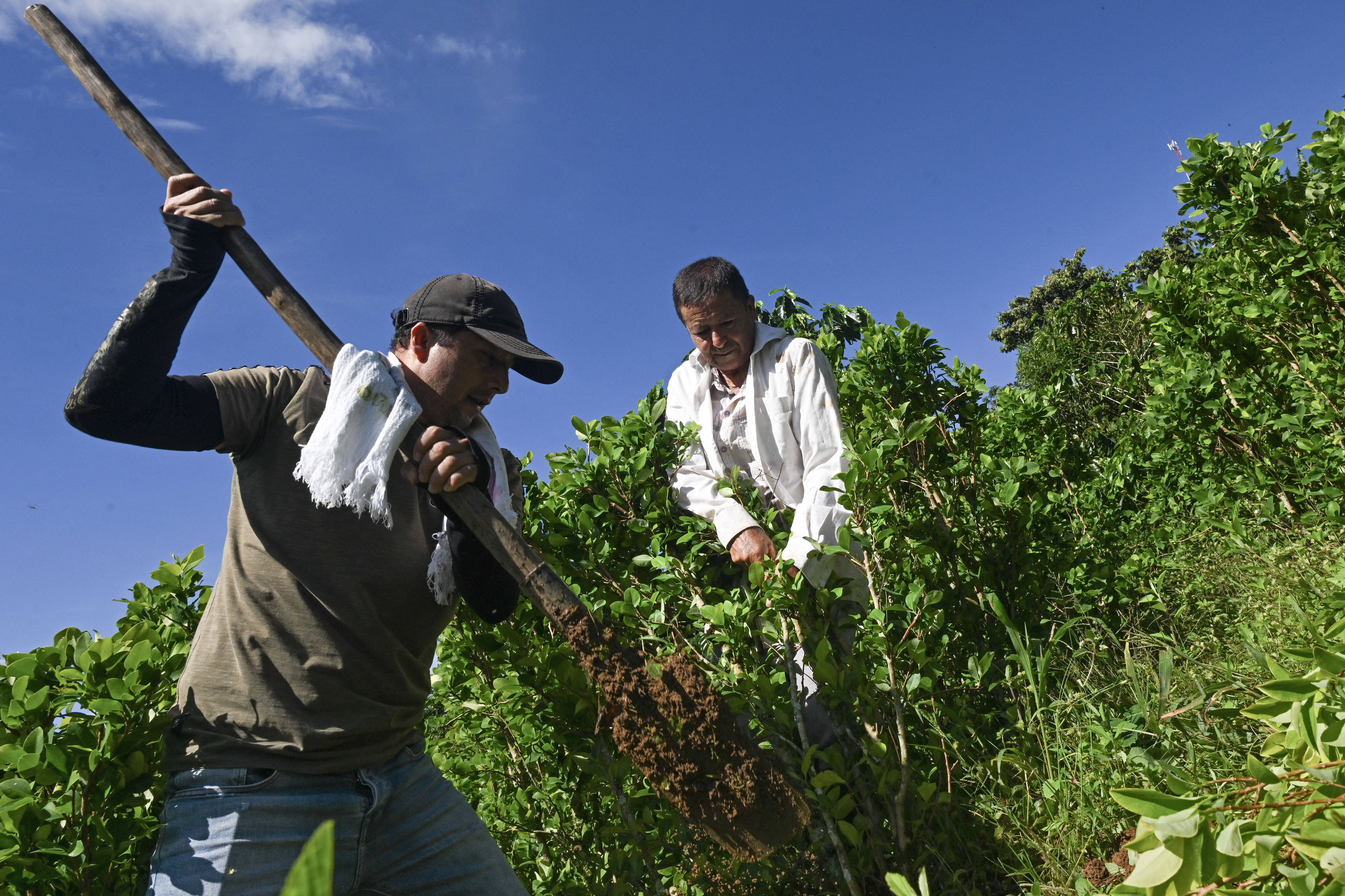 Aiming a blow at narcos, Colombia pays farmers to uproot coca