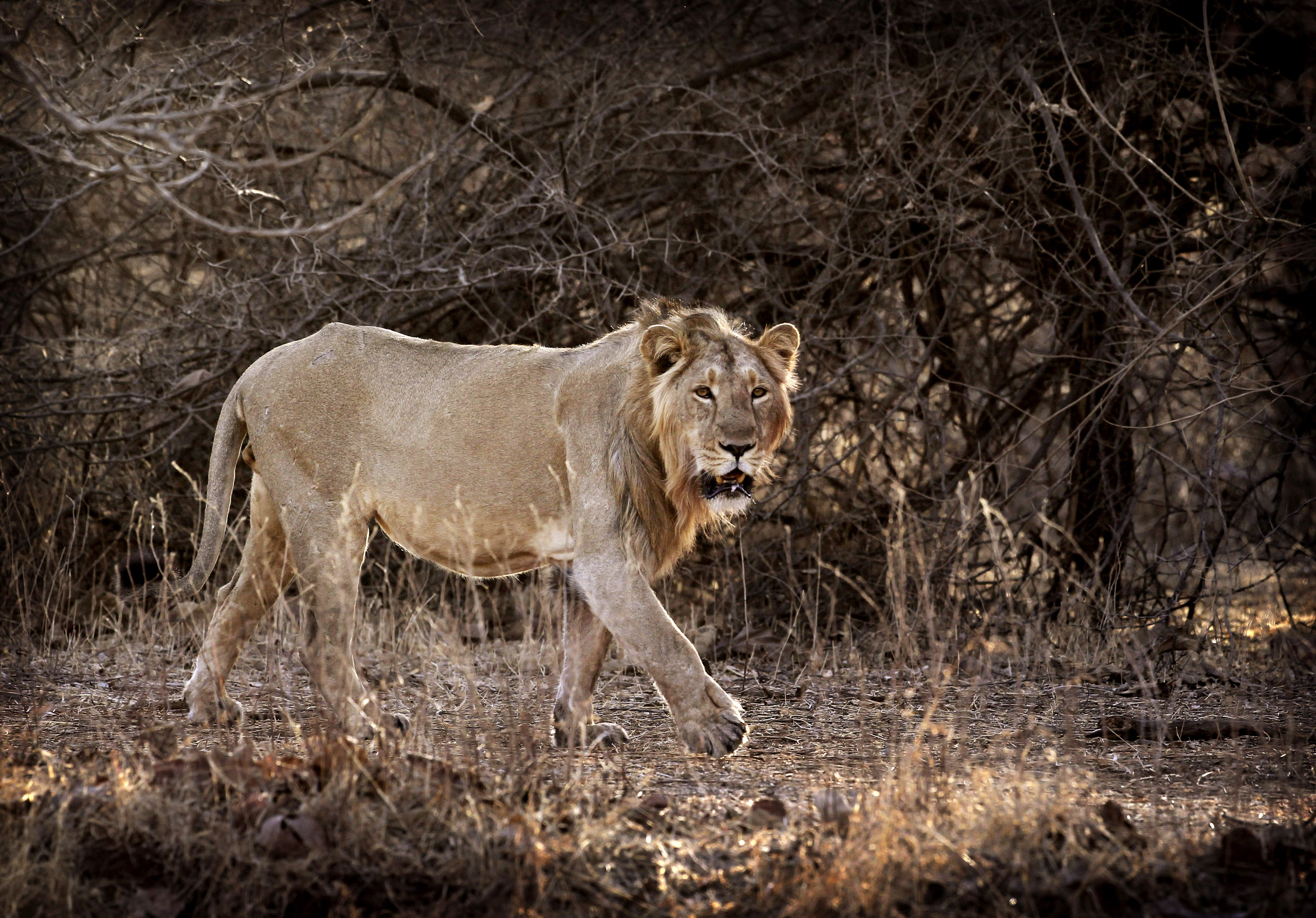 In this photo taken March 25, 2012, a lion walks inside the Gir Sanctuary in the western Indian state of Gujarat, India. Within the guarded confines of this dry forest, the lions were rescued from near-extinction. A century ago, fewer than 50 remained. Today more than 400 fill the park and sometimes wander into surrounding villages and farmland. (AP Photo/Rajanish Kakade)