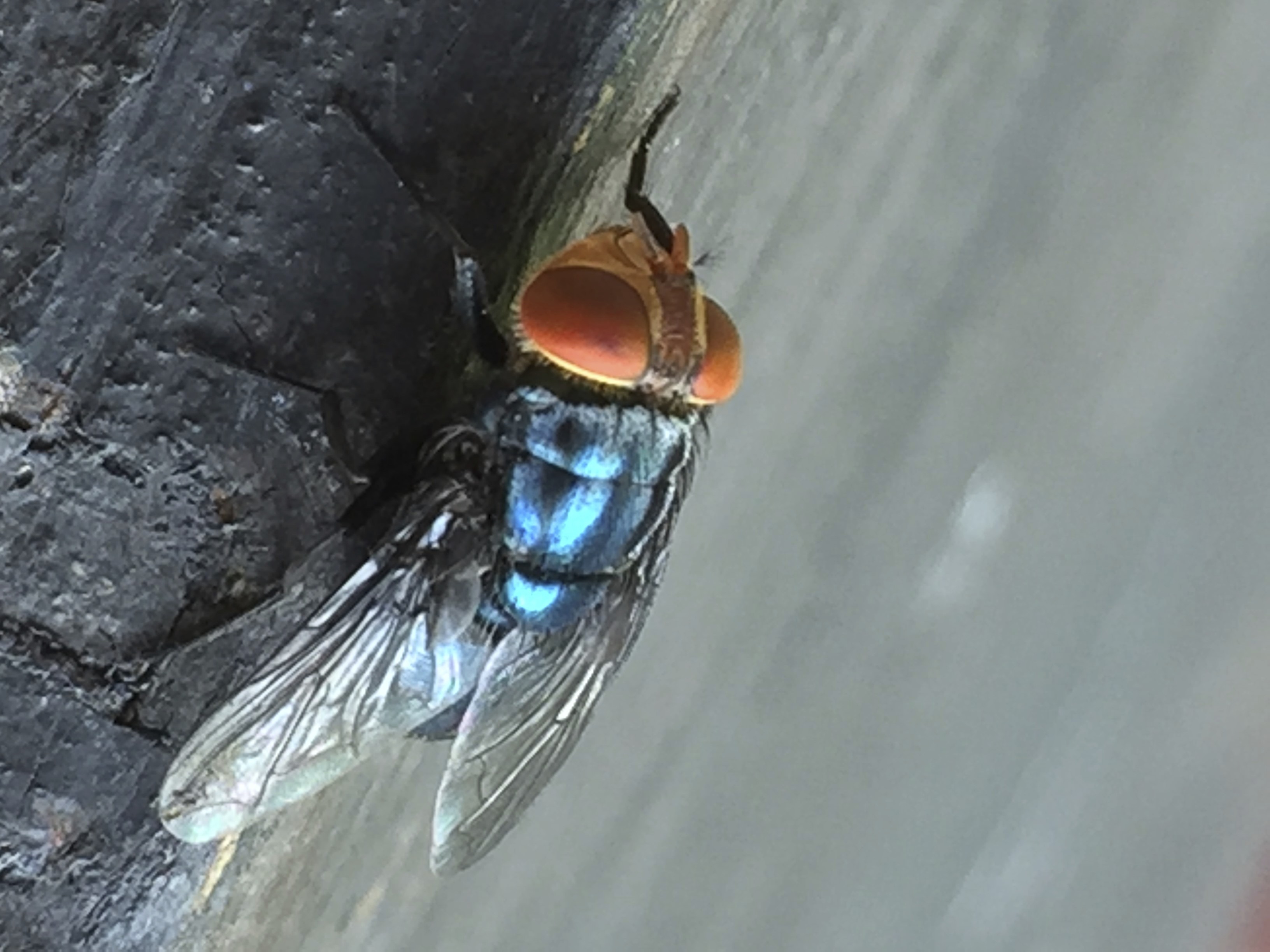 An adult New World screwworm fly, with big red eyes.