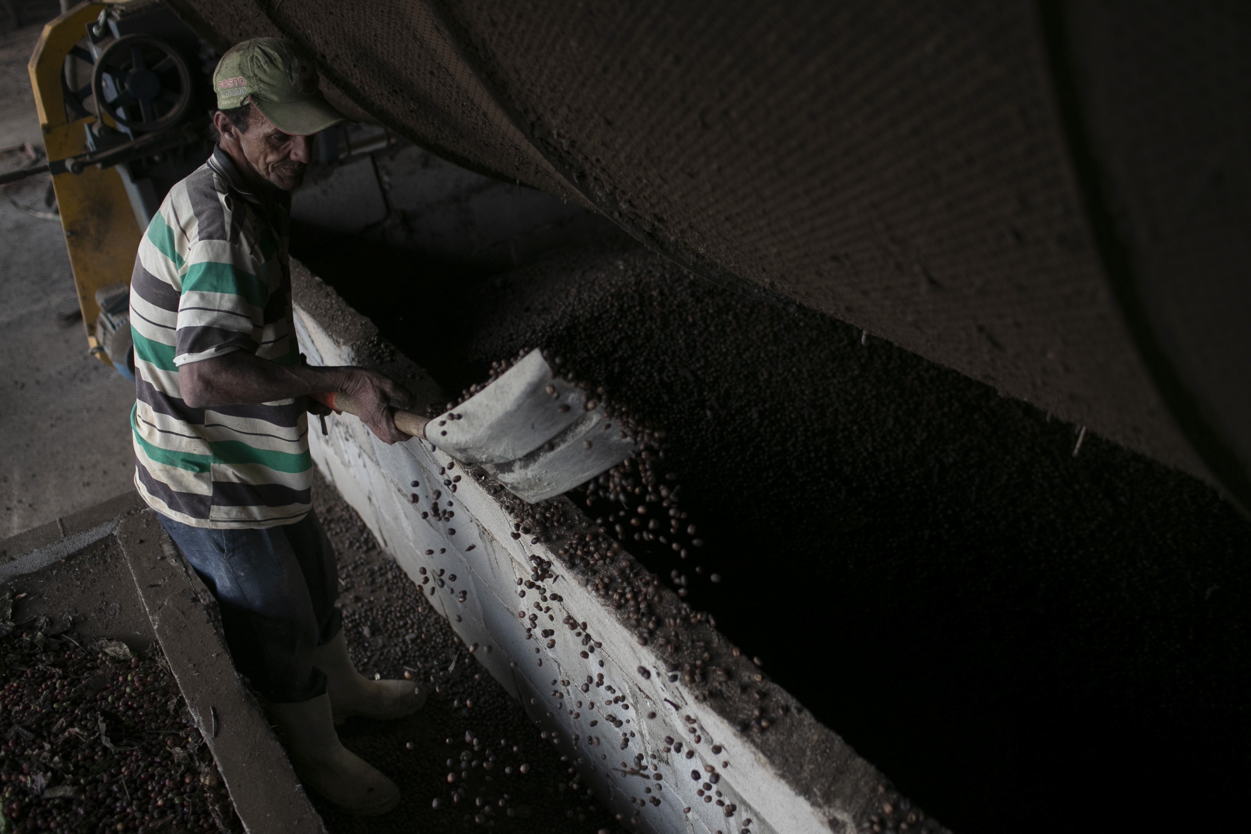 A worker pours coffee beans into drying equipment