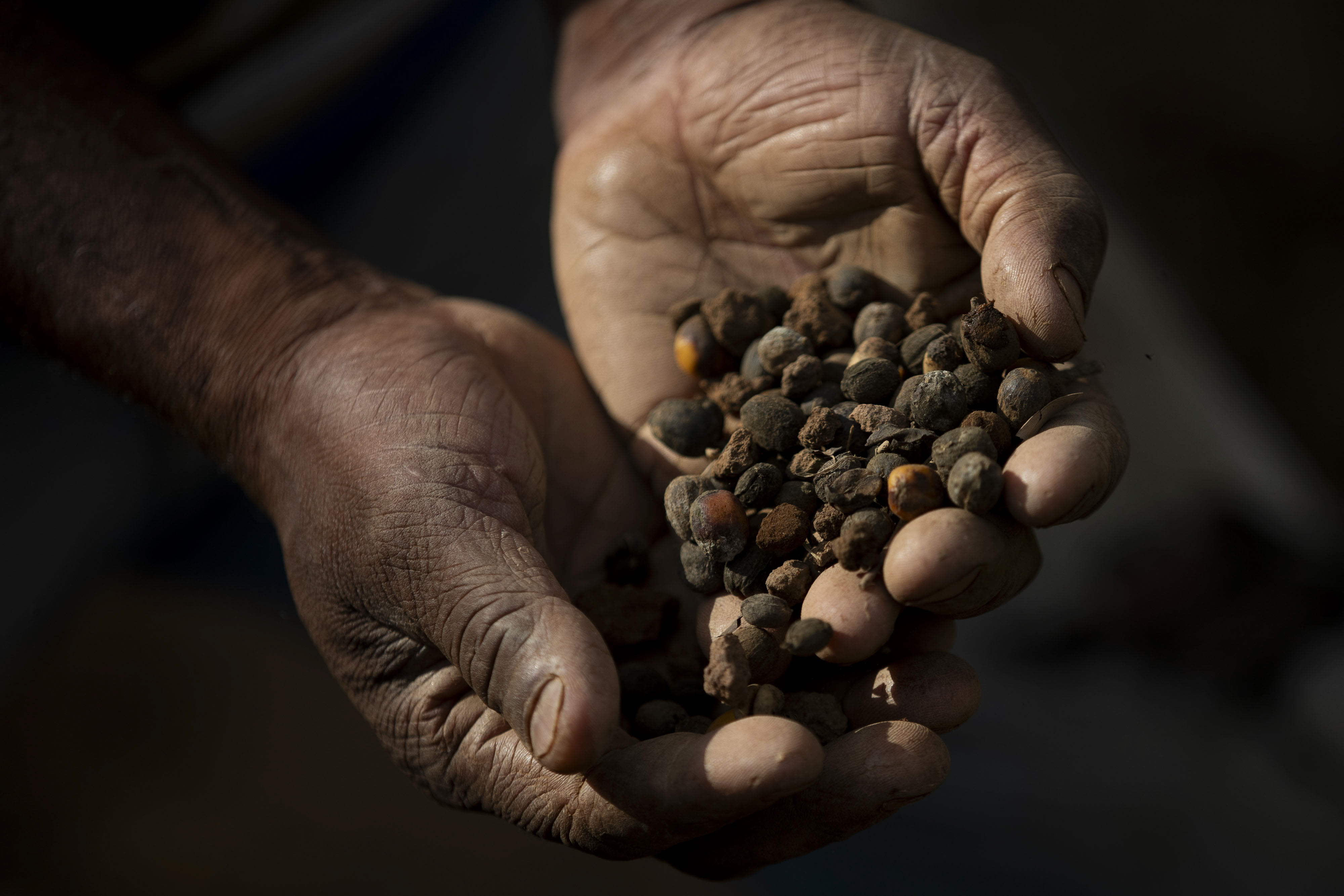 Coffee farmer Jose Natal da Silva holds coffee beans after harvesting them