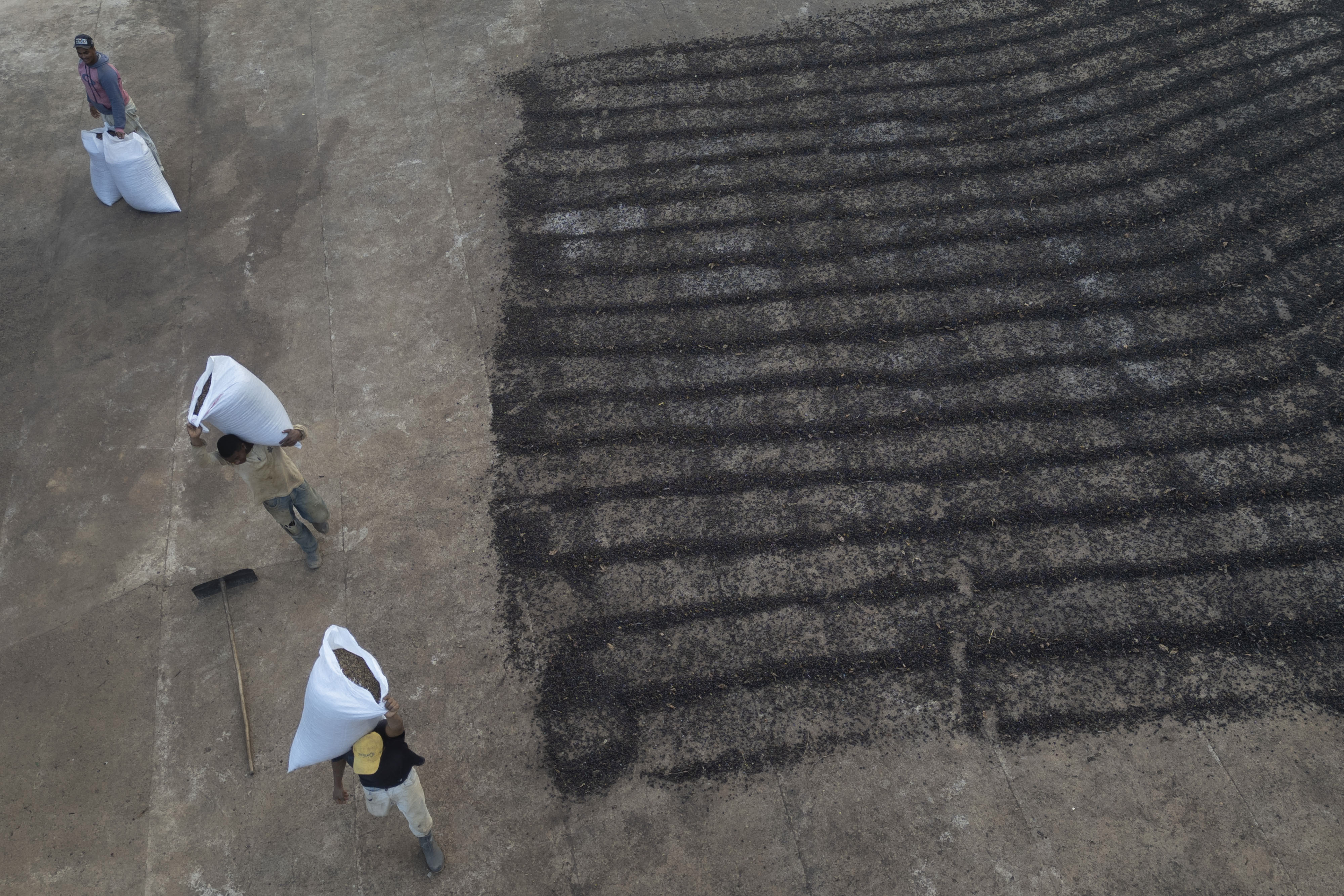 Farmworkers carry bags of coffee beans after they were dried on a coffee farm