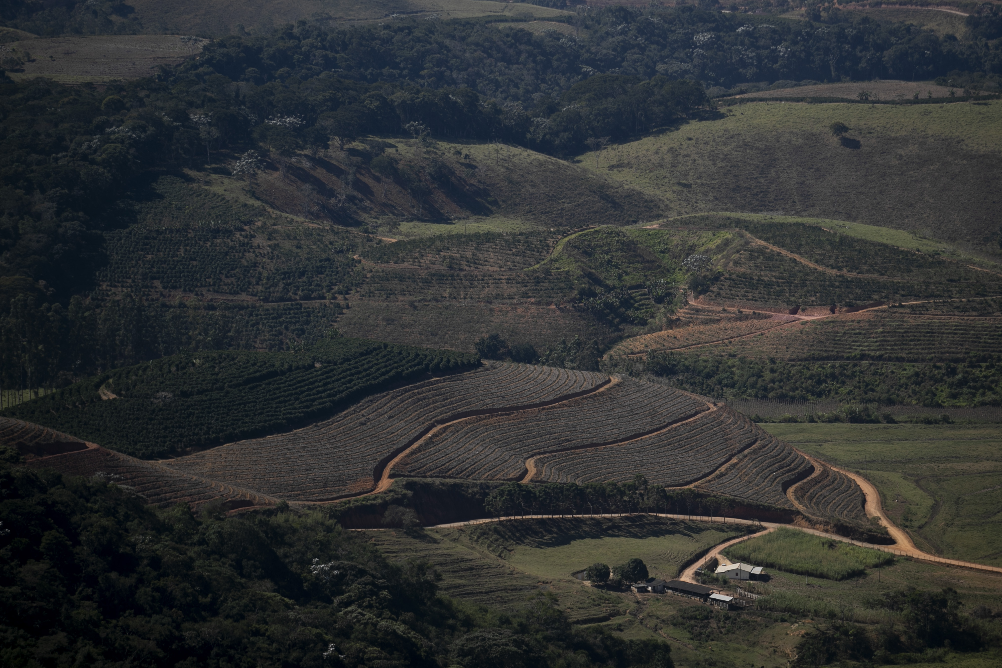 An aerial view of coffee plantations
