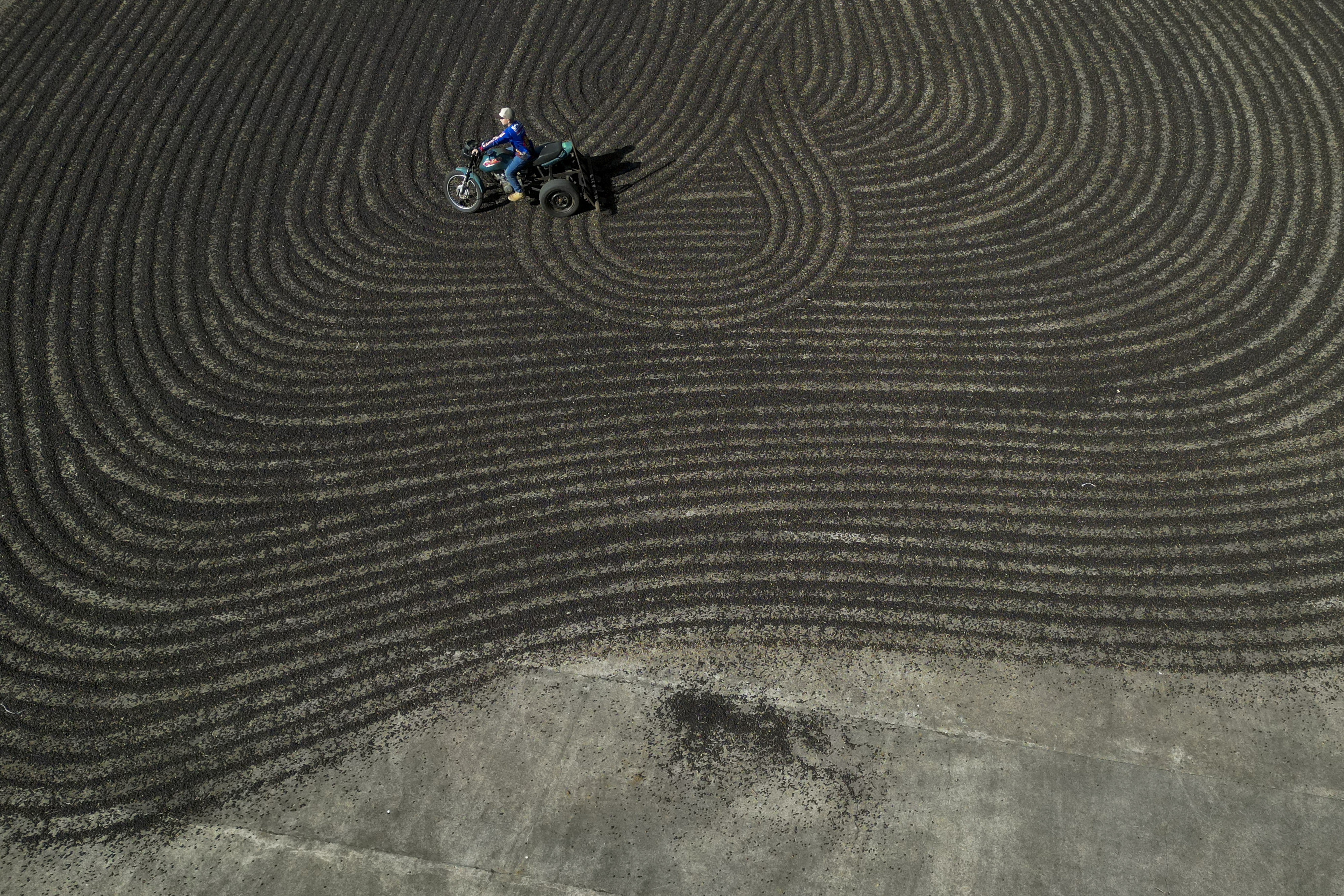 Artur Vargas rides a motorcycle adapted to spread coffee beans for drying on his father's coffee plantation