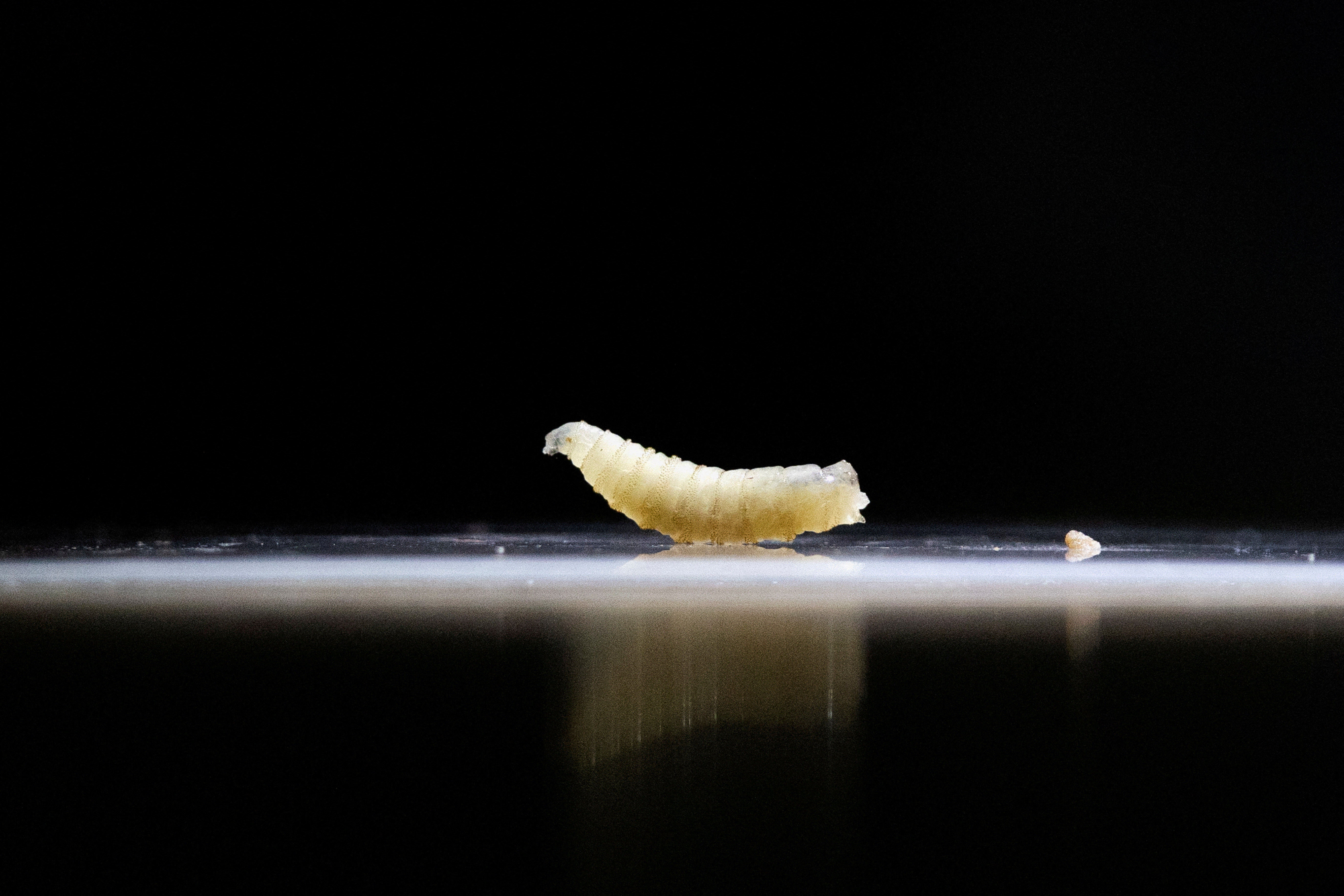 A sample of screwworms is displayed.