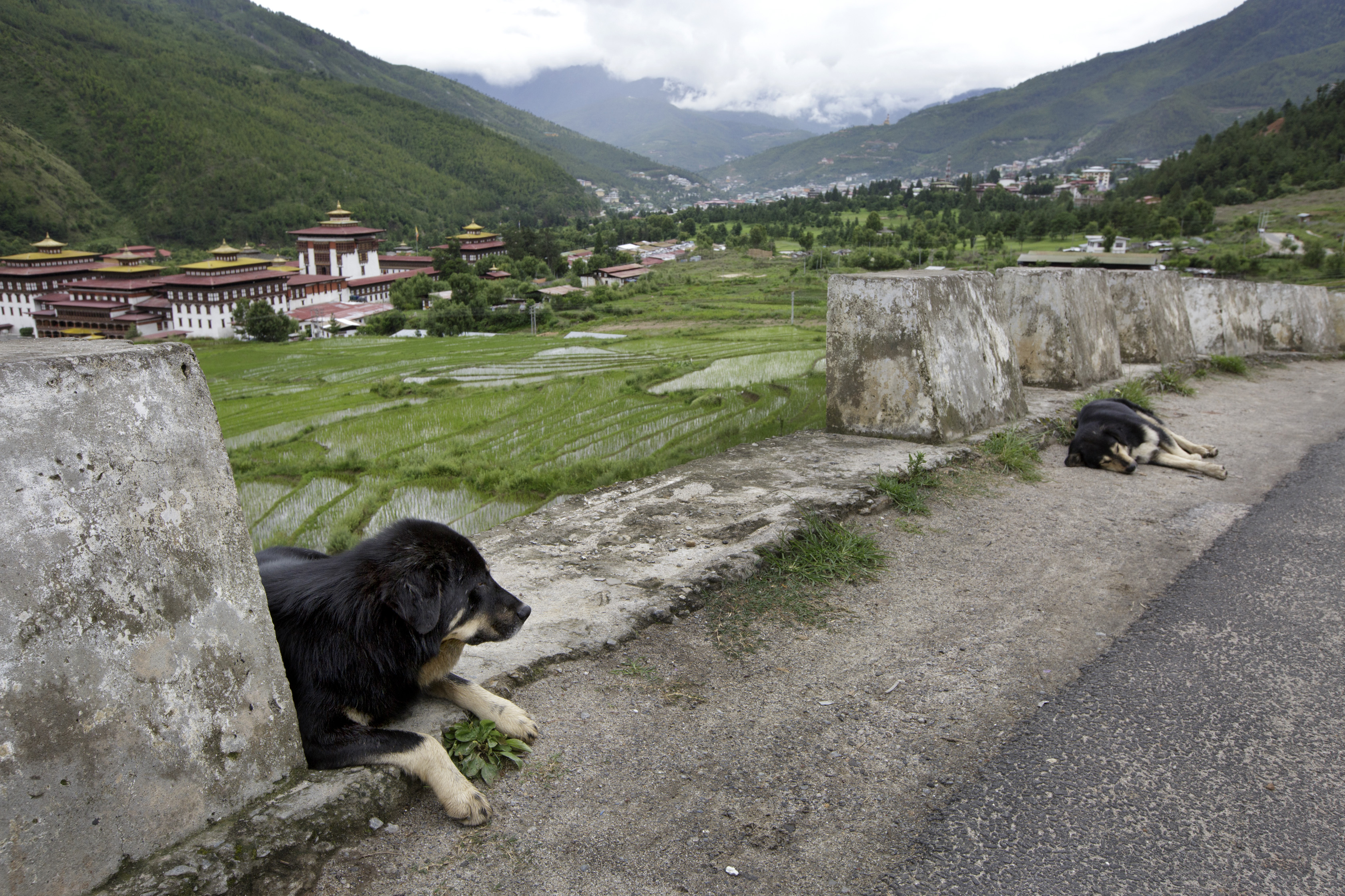 IMAGE DISTRIBUTED FOR HUMANE SOCIETY INTERNATIONAL - In this image released on Tuesday, July 28, 2015, Humane Society International officially handed over a dog population management program to the Government of Bhutan during a closing ceremony held on July 10, 2015 in Thimphu, Bhutan. Since 2009, HSIs program successfully captured, vaccinated, sterilized and released more than 64,000 street dogs throughout the country. Shown here are stray dogs along a road in Thimpu. (Kuni Takahashi/AP Images for Humane Society International)