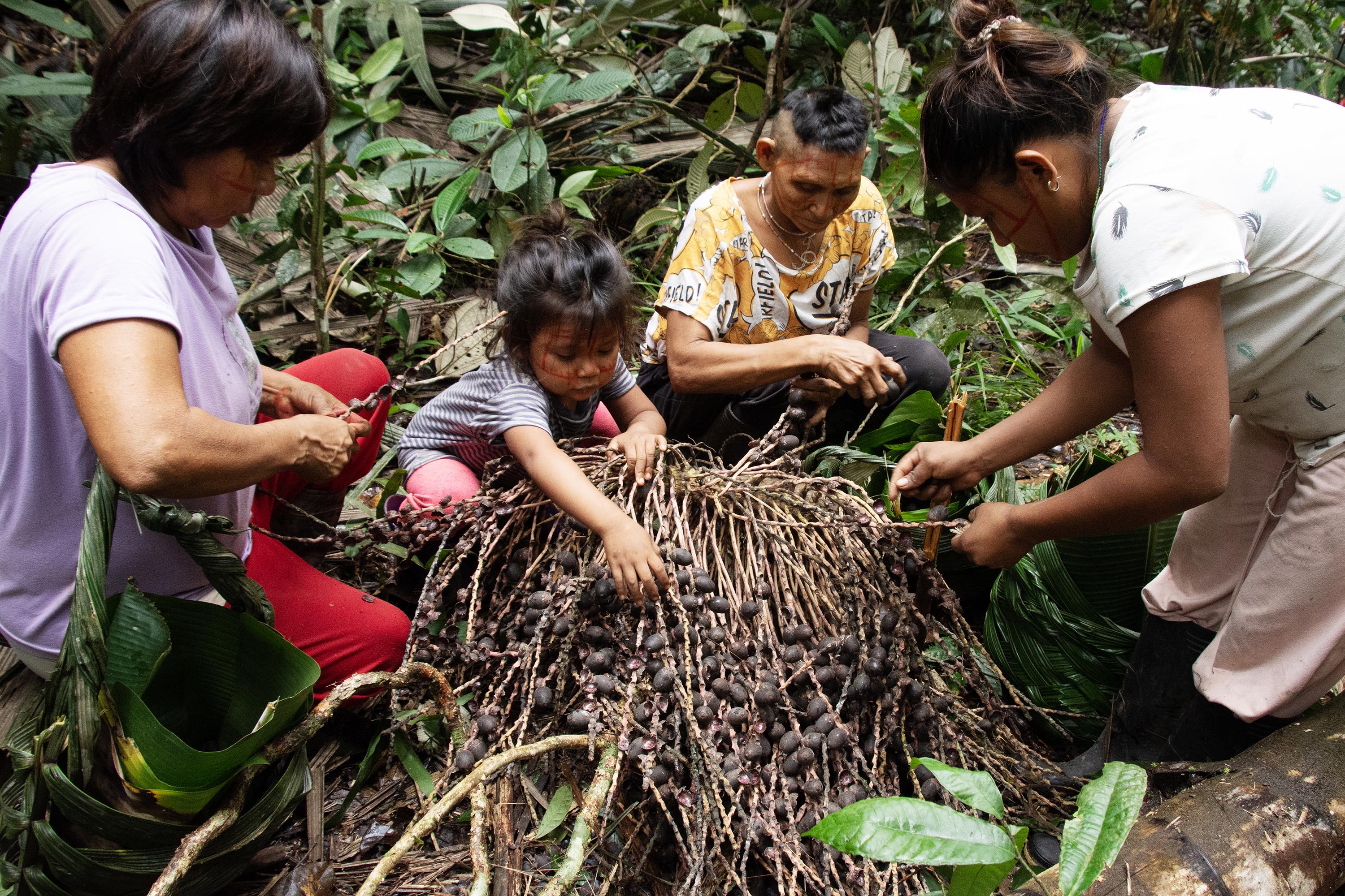 Children sitting on the ground in the Amazon rainforest gather berries from branches.