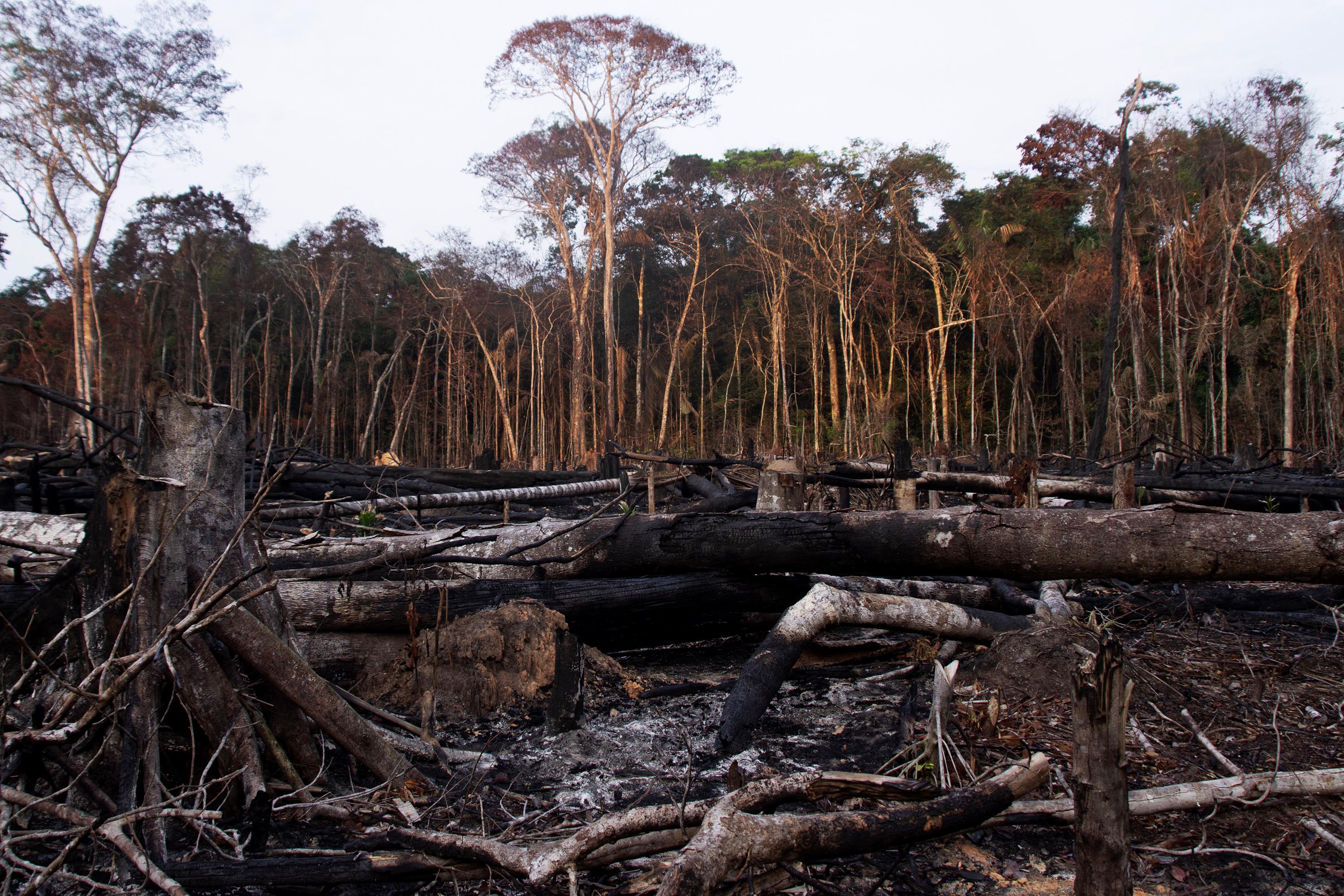 A patch of the Amazon rainforest levelled and burned