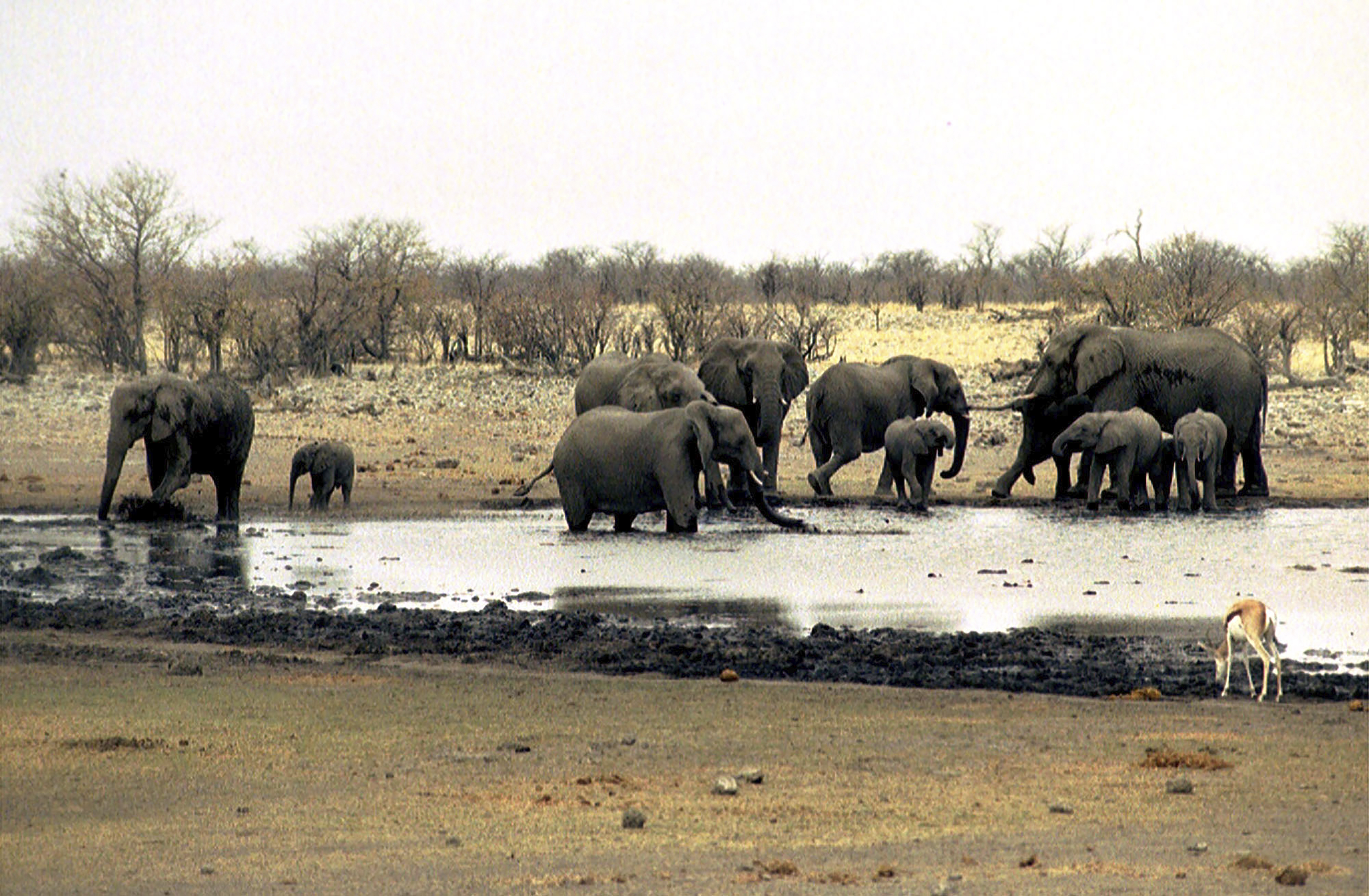 Elephants drink at a waterhole in Etosha National Park in Namibia