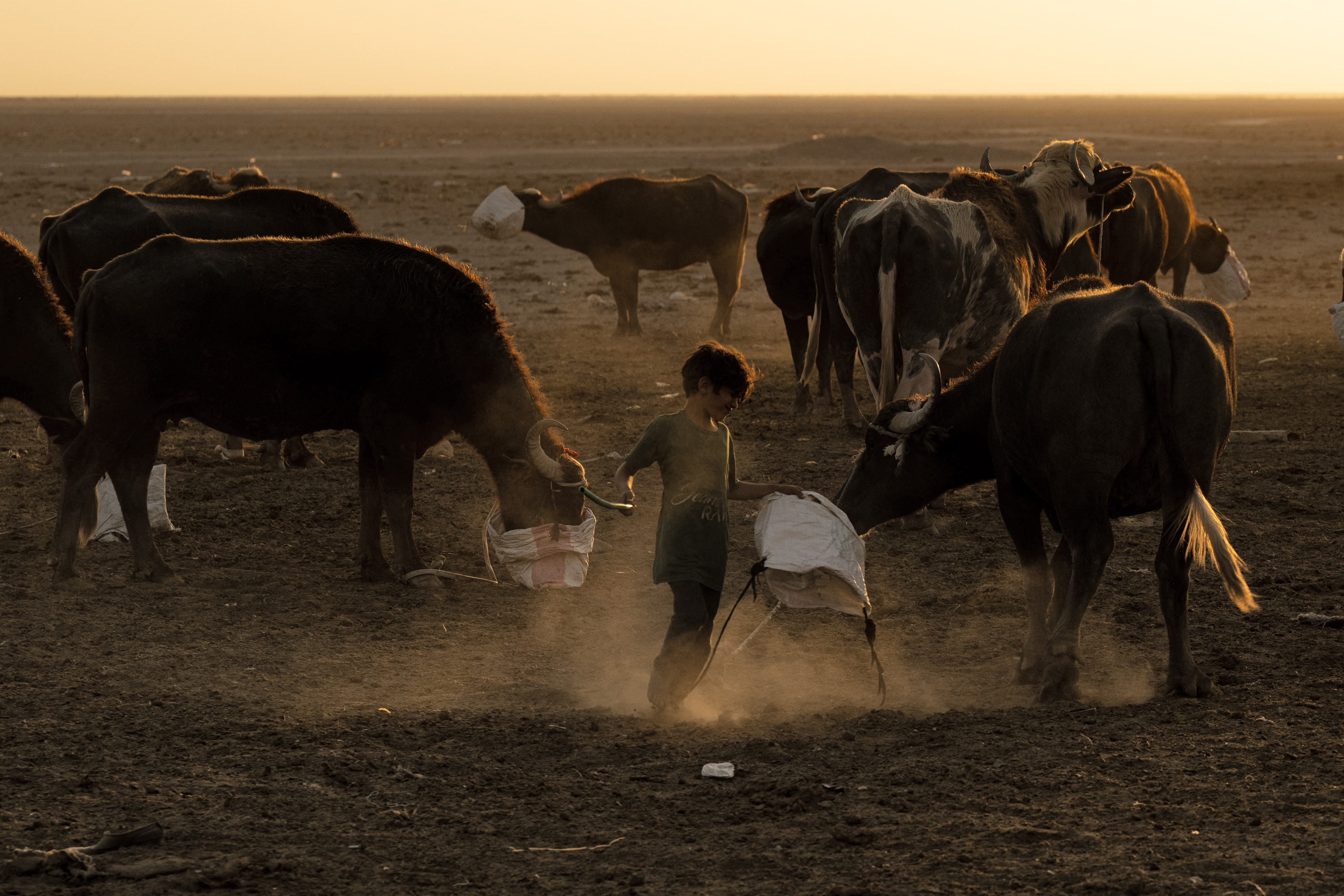 Water salinity hurting farmers, livestock in Iraq