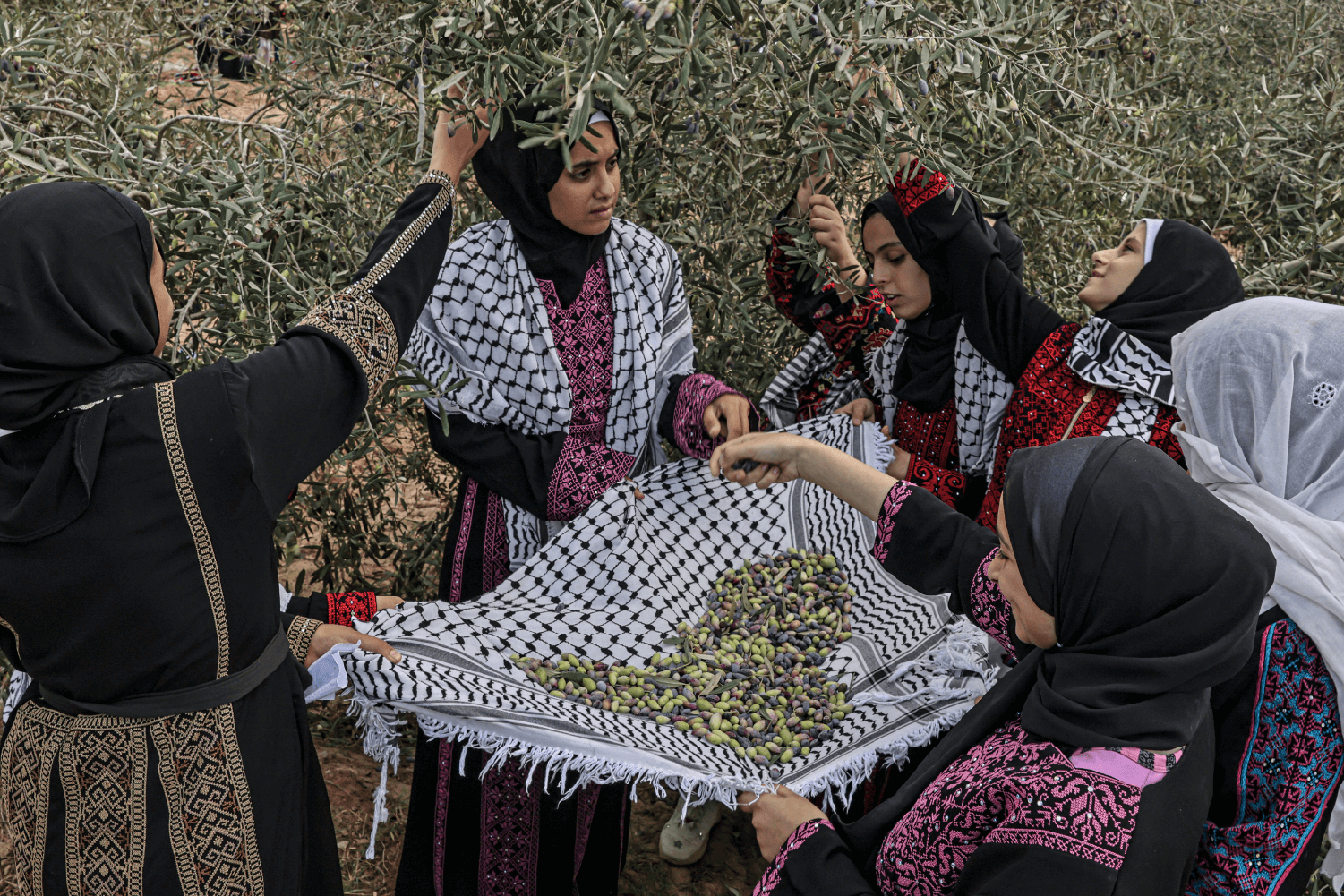 INTERACTIVE - Palestine olive industry poster-1761756506