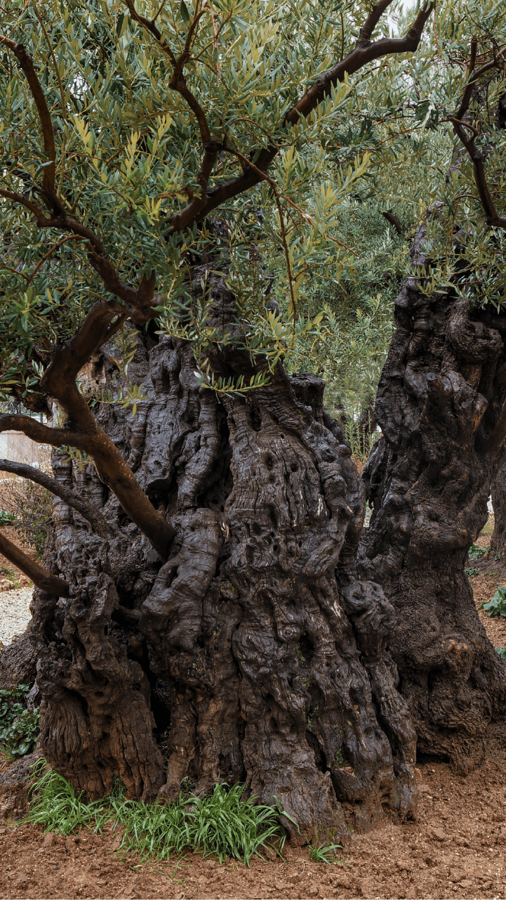 INTERACTIVE - Palestine olive vertical 3-1761756519