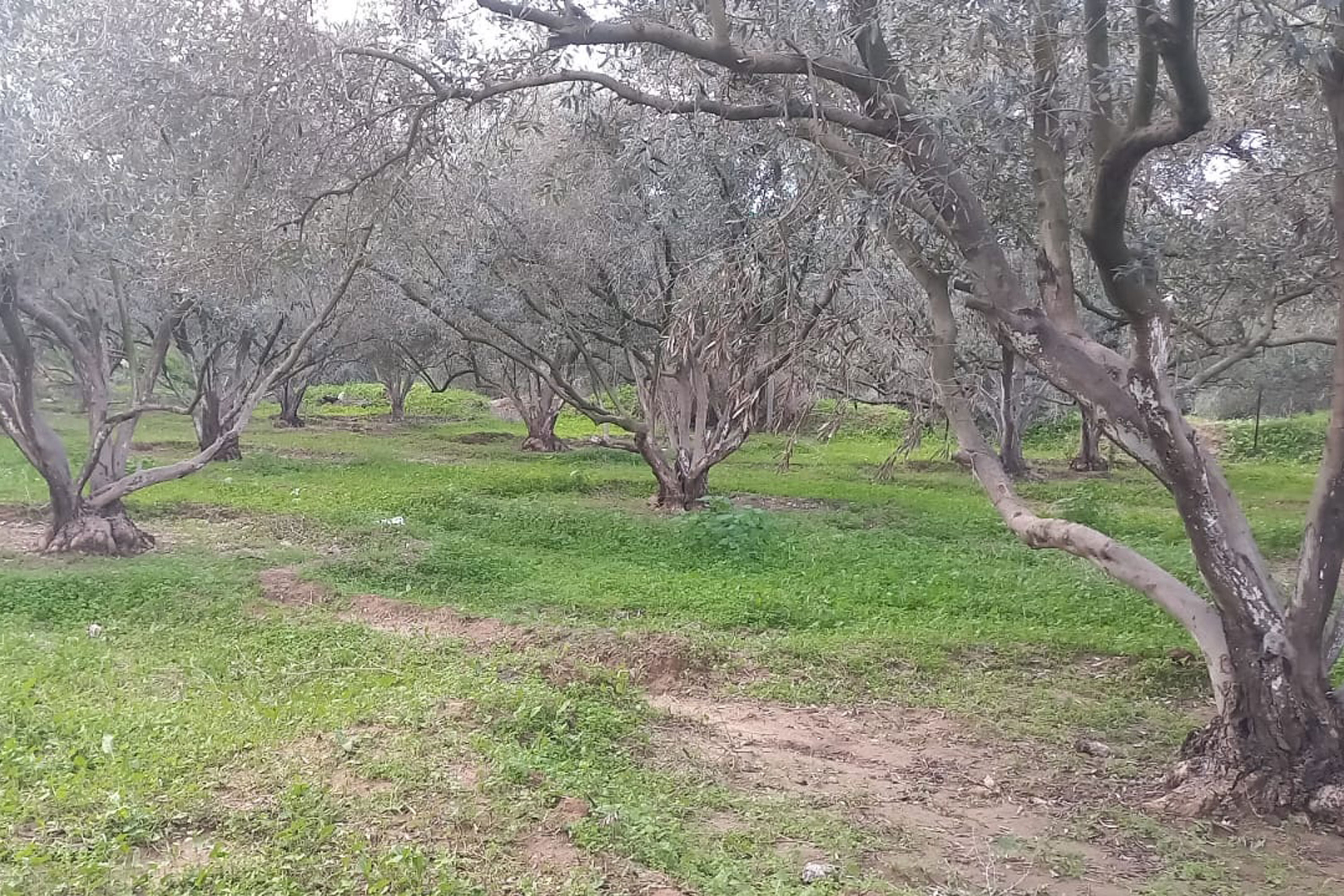 A photo of an olive grove