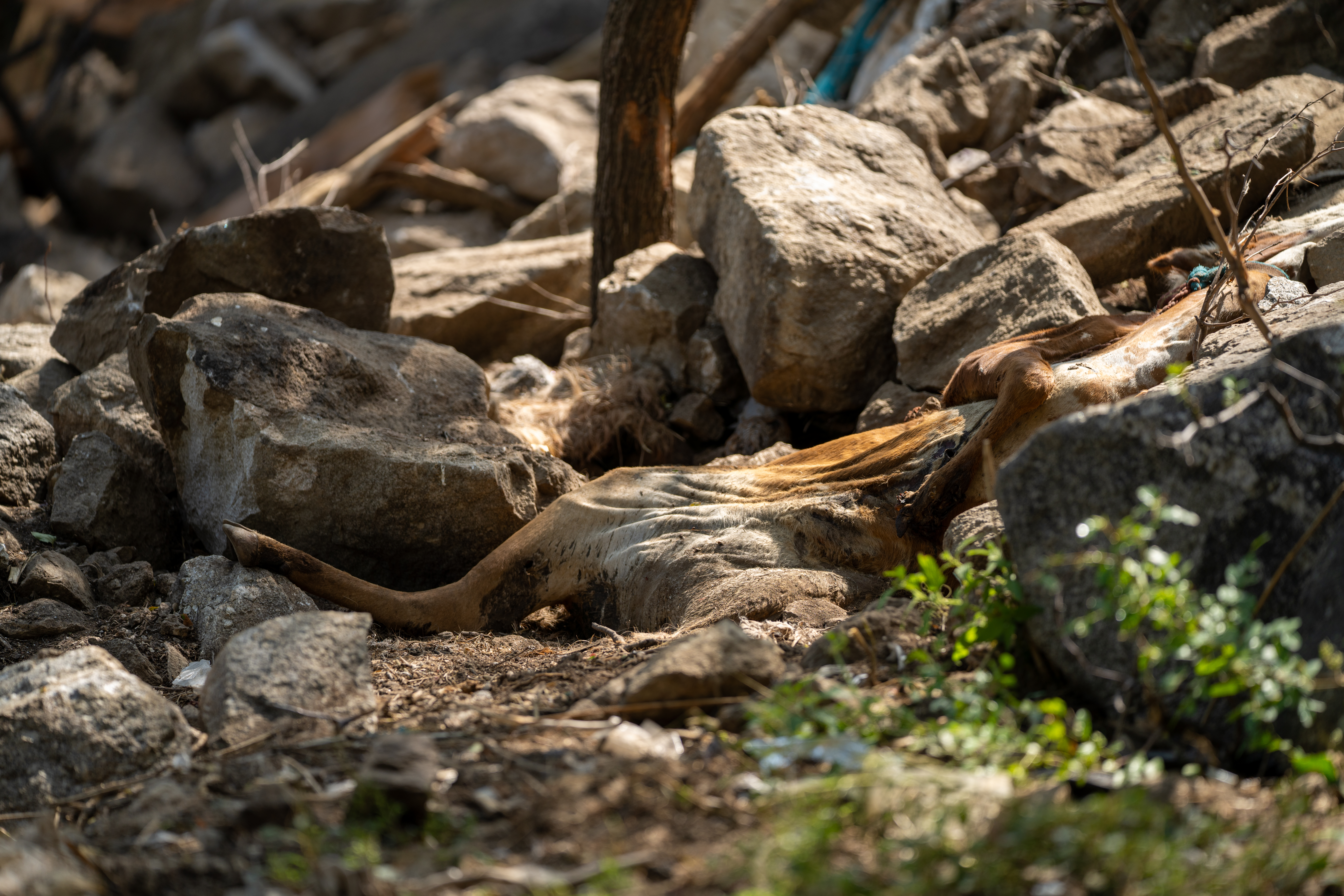 Destroyed homes in Aurak Dandila village [Sorin Furcoi/Al Jazeera]