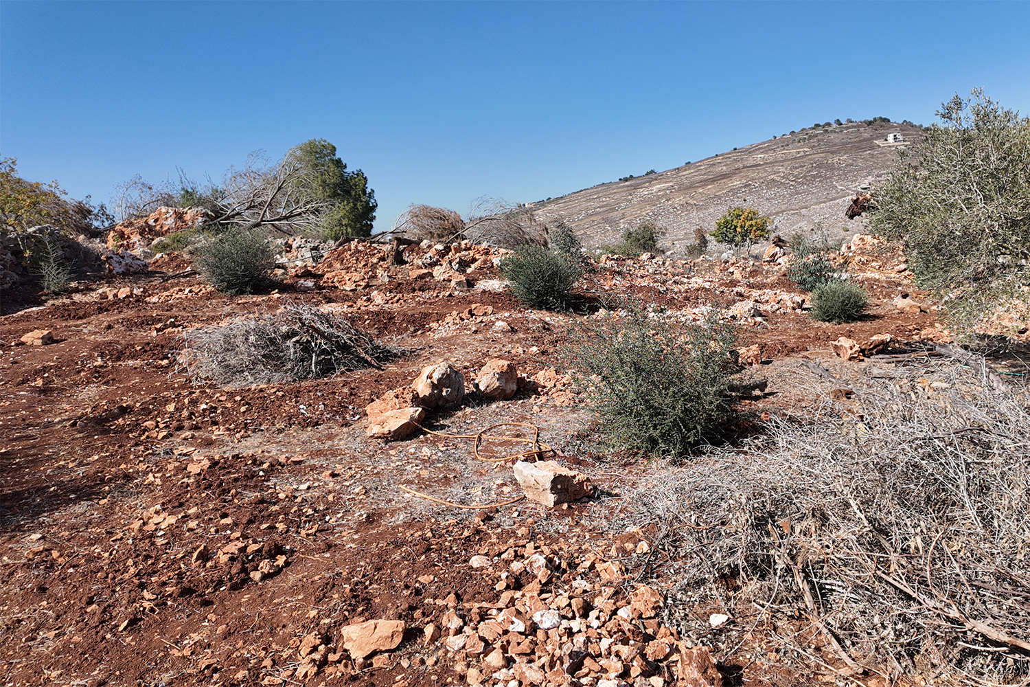 Cut down olive trees