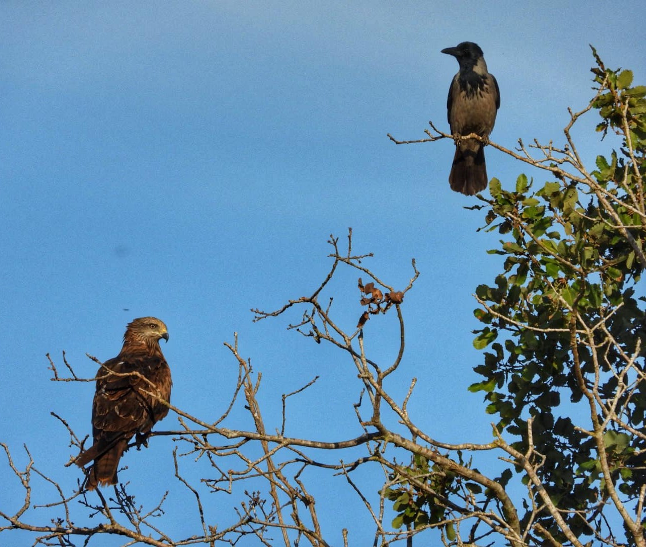 Short-toed Snake Eagle and a Hooded Crow
