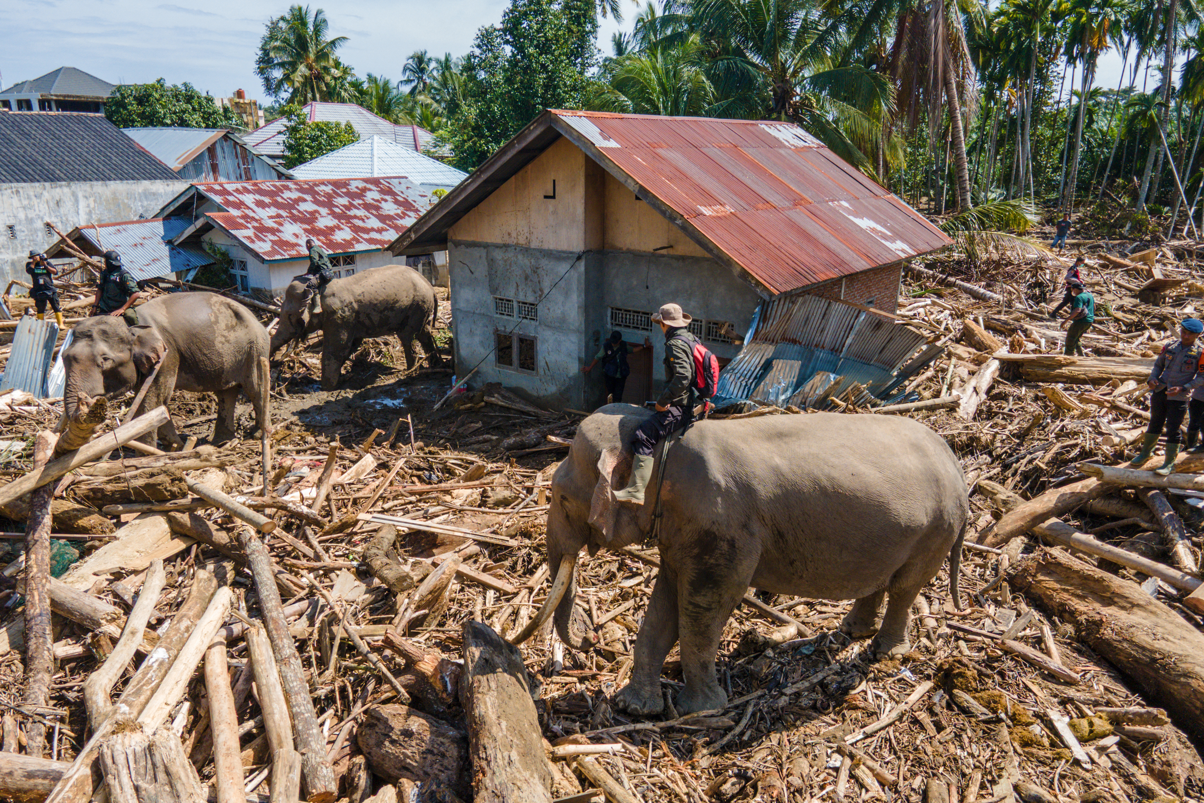 This picture shows an aerial view of members of Indonesia's Mobile Brigade Corps deploying Sumatran elephants to help clear tree debris following flash floods in Meureudu, Pidie Jaya district, Aceh province on December 8, 2025. Officials in flood-hit parts of Indonesia reported shortages of food, shelter, and medicine as the death toll reached 950 on December 8 following weeks of heavy rain. (Photo by CHAIDEER MAHYUDDIN / AFP/Chaideer MAHYUDDIN / AFP)