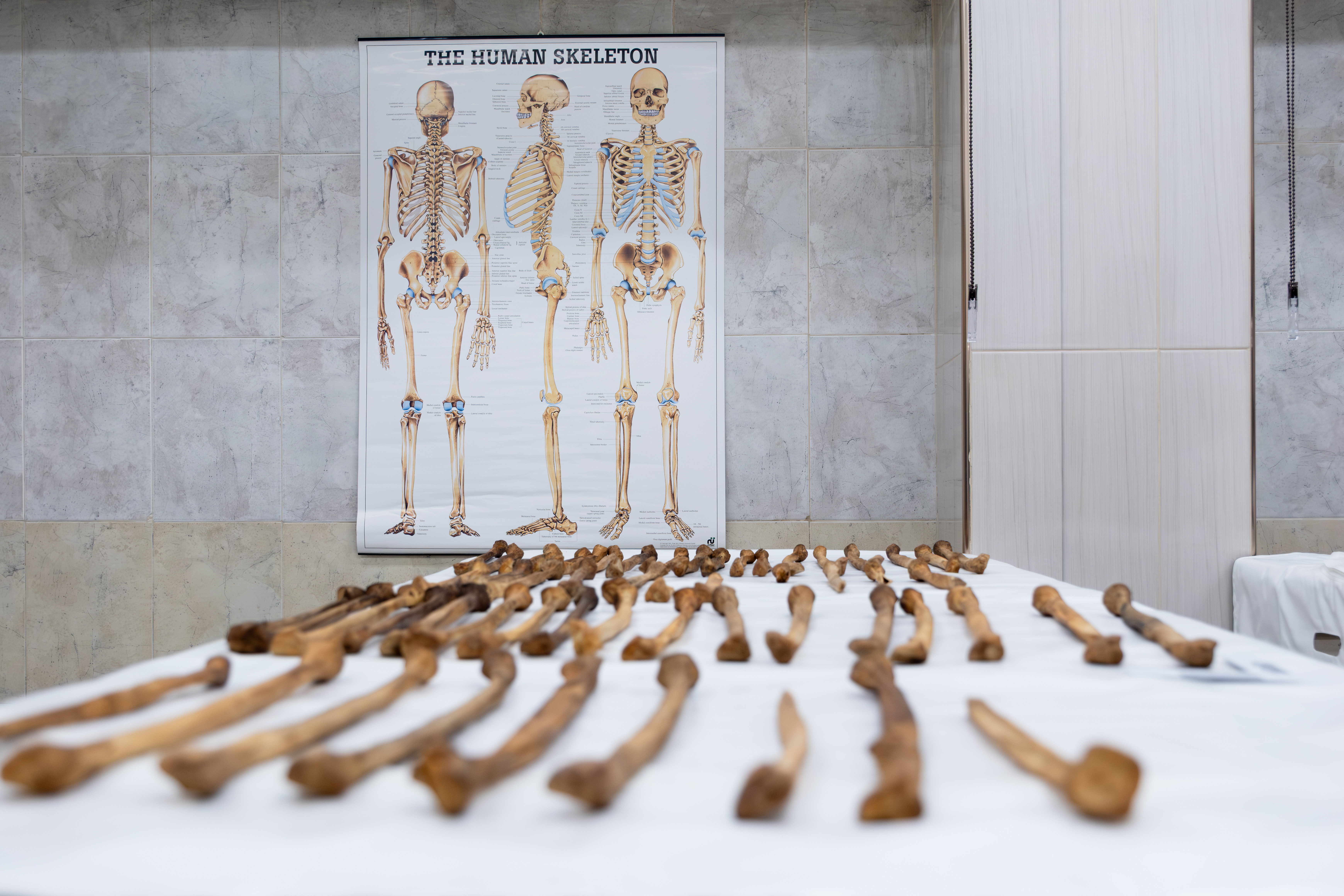  The scale of work ahead for Syria's forensic scientists is difficult to comprehend. This table, covered in femurs, was exhumed from just one mass grave.
