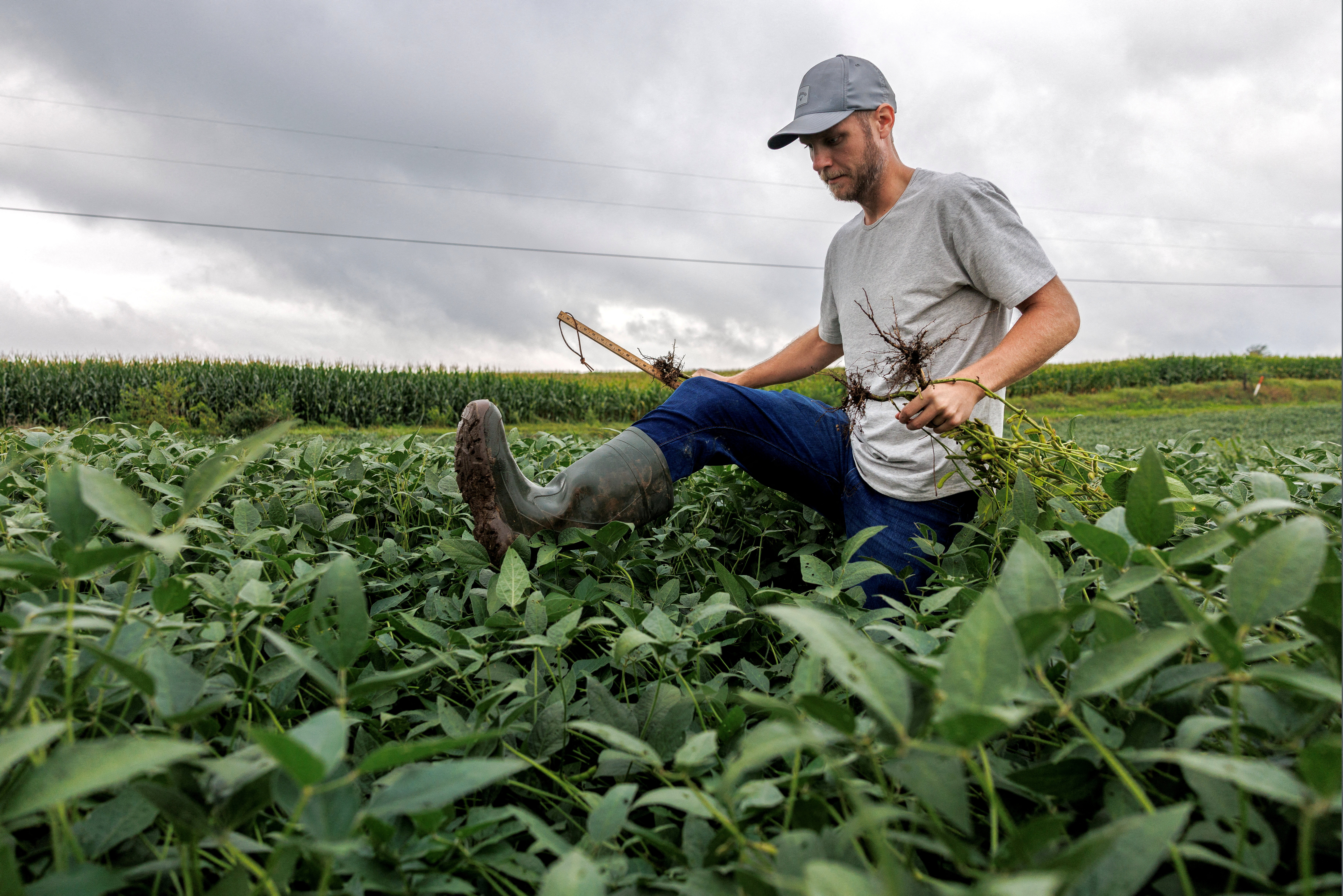 FILE PHOTO: Dustin Guy, a crop scout on the Pro Farmer Crop Tour, collects soybean samples across the Midwest, trying to gauge the size of the corn and soybean crop that farmers will harvest in the fall, Indiana, U.S. August 19, 2025. REUTERS/Evelyn Hockstein/File Photo