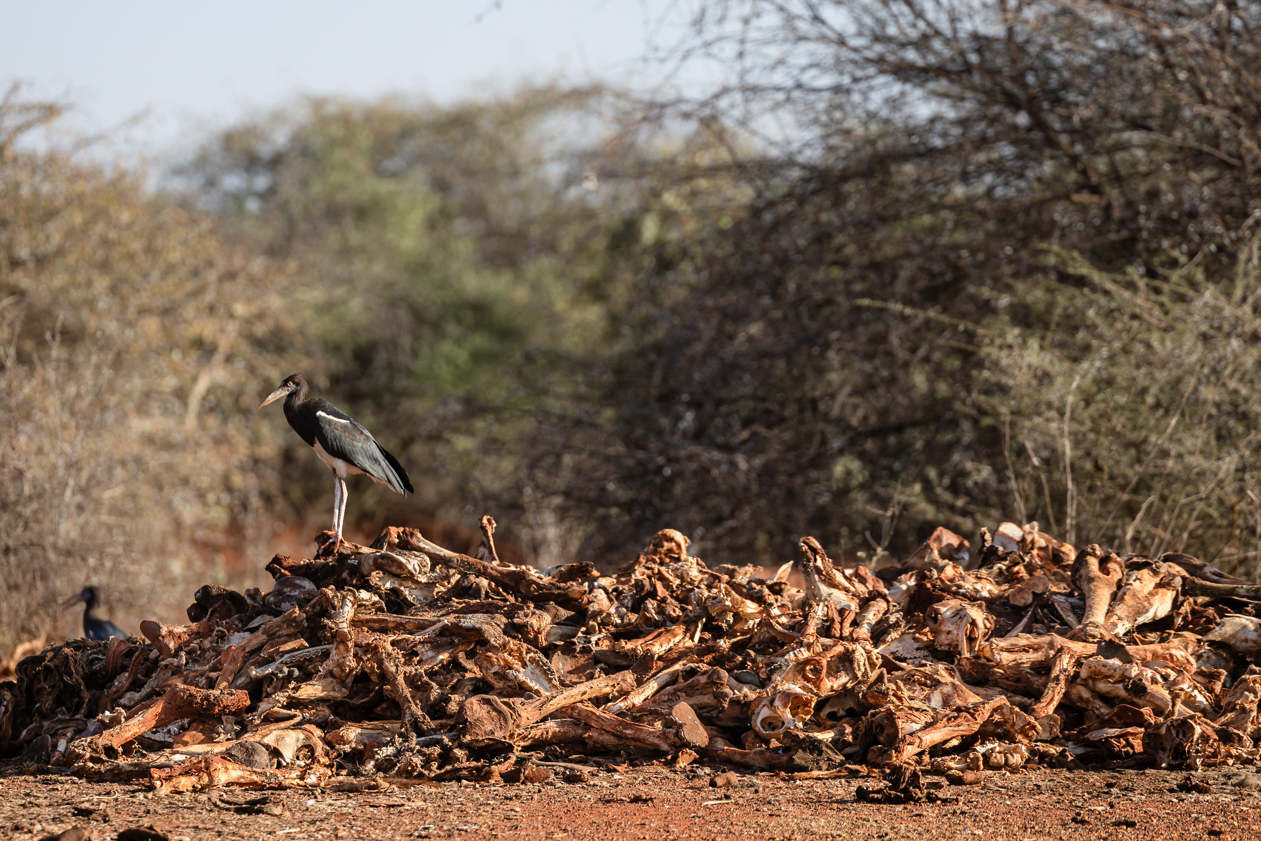 Severe drought leaves over two million Kenyans hungry and desperate