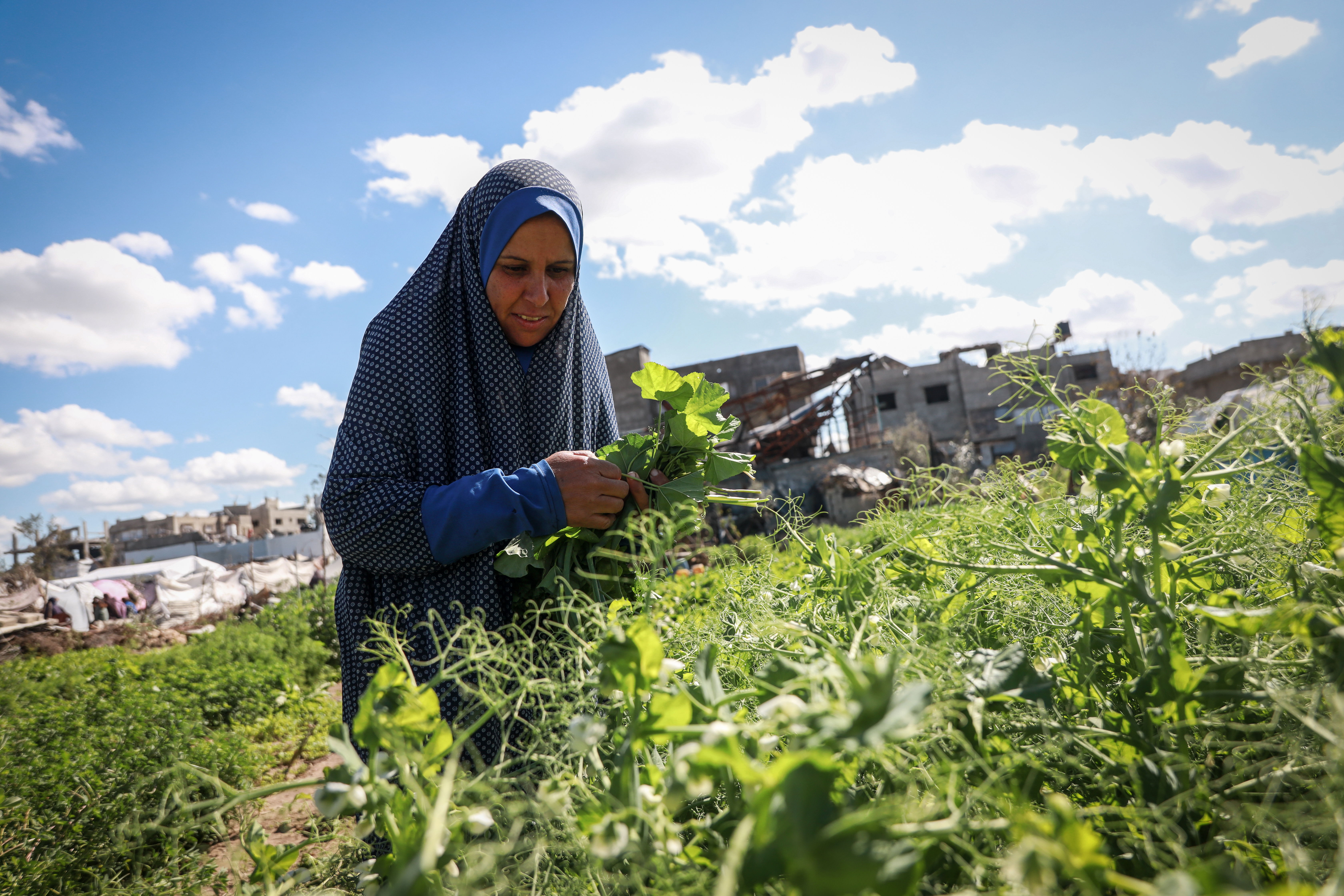 Sousan Al-Jadba, 54, cultivates what remains of her land in Al-Tuffah neighborhood, east of Gaza City, which she has been unable to access beyond the “yellow line” during the war.